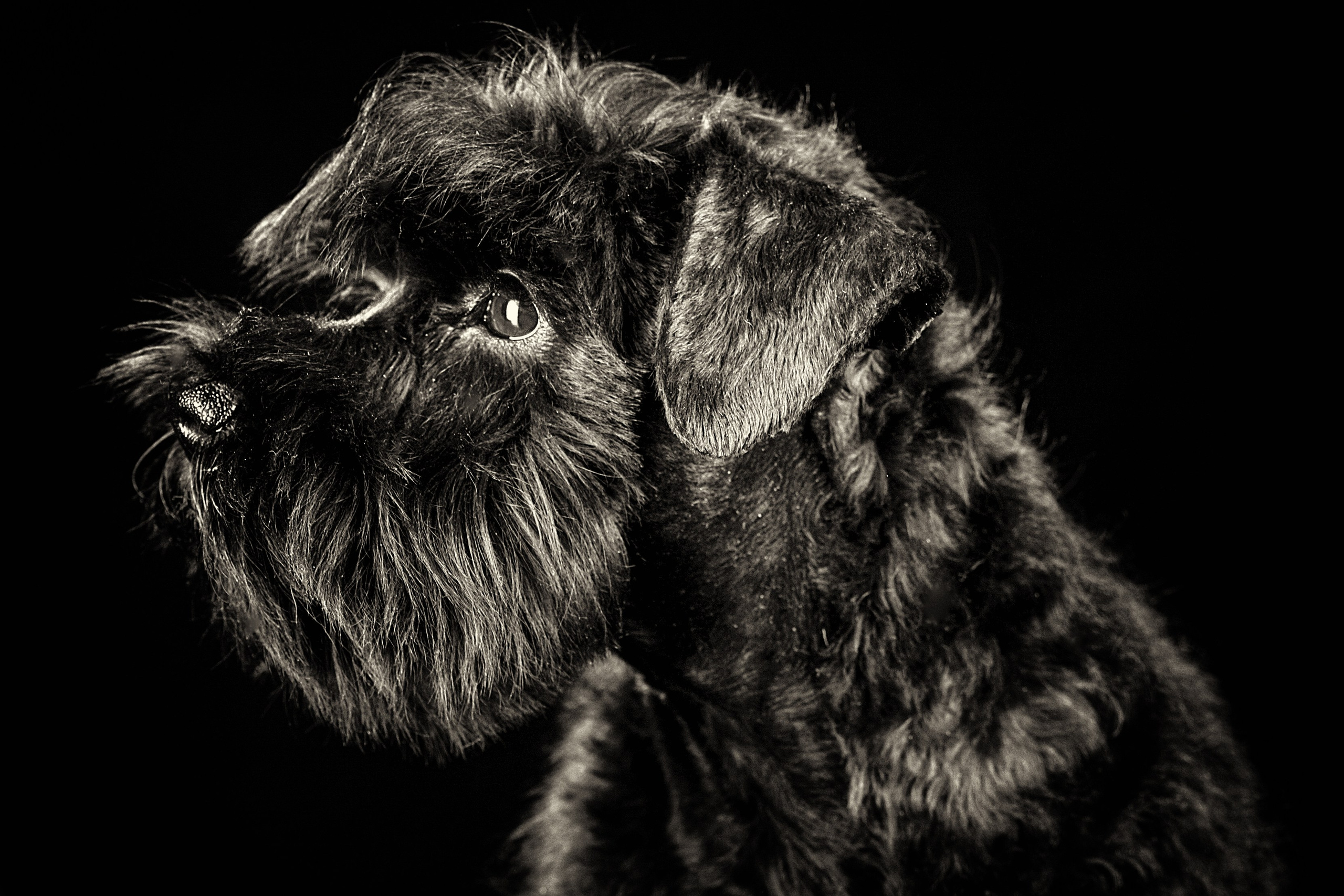 Фотографии собак и щенят. Фотограф Ирина Бобрешова. Коряжма