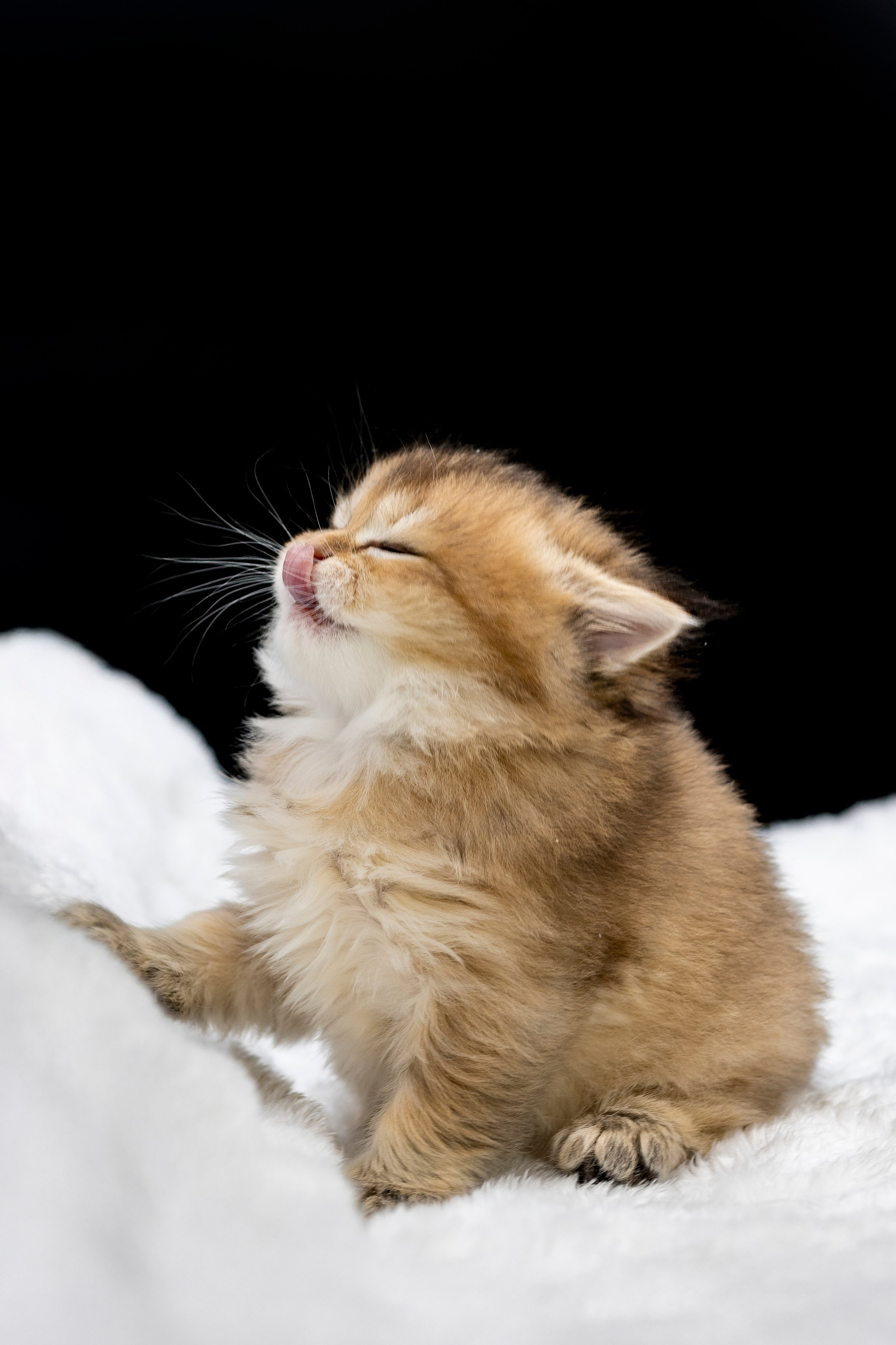 Шиншиловые котятки. Фотограф анималист в Санкт-Петербурге Таша Крейв