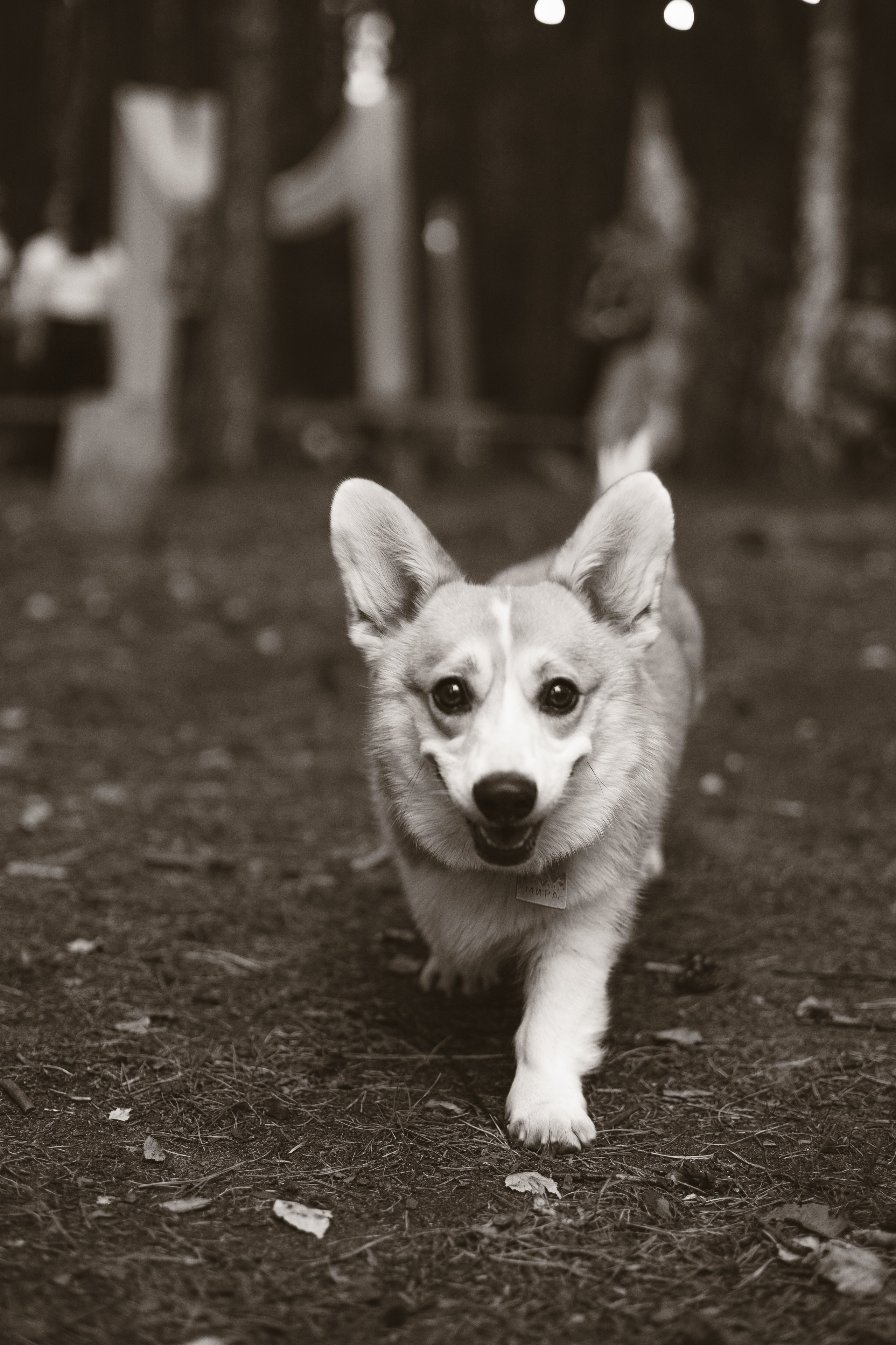 Корги свадьба в сосновом лесу. Фотограф Москва Жуковский Раменское