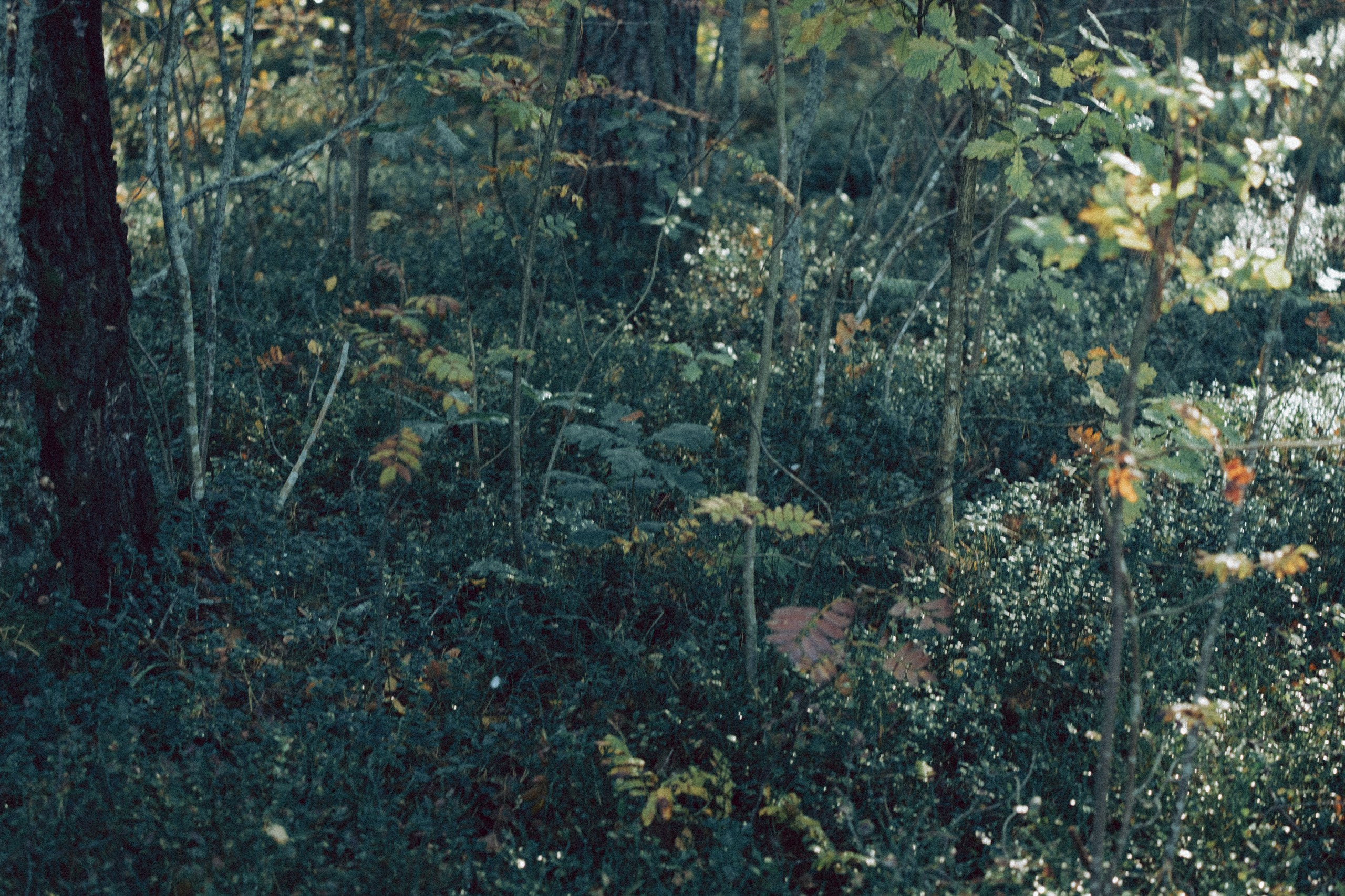 Осеняя прогулка. Профессиональный фотограф, Санкт-Петербург — Виктория Богомолова