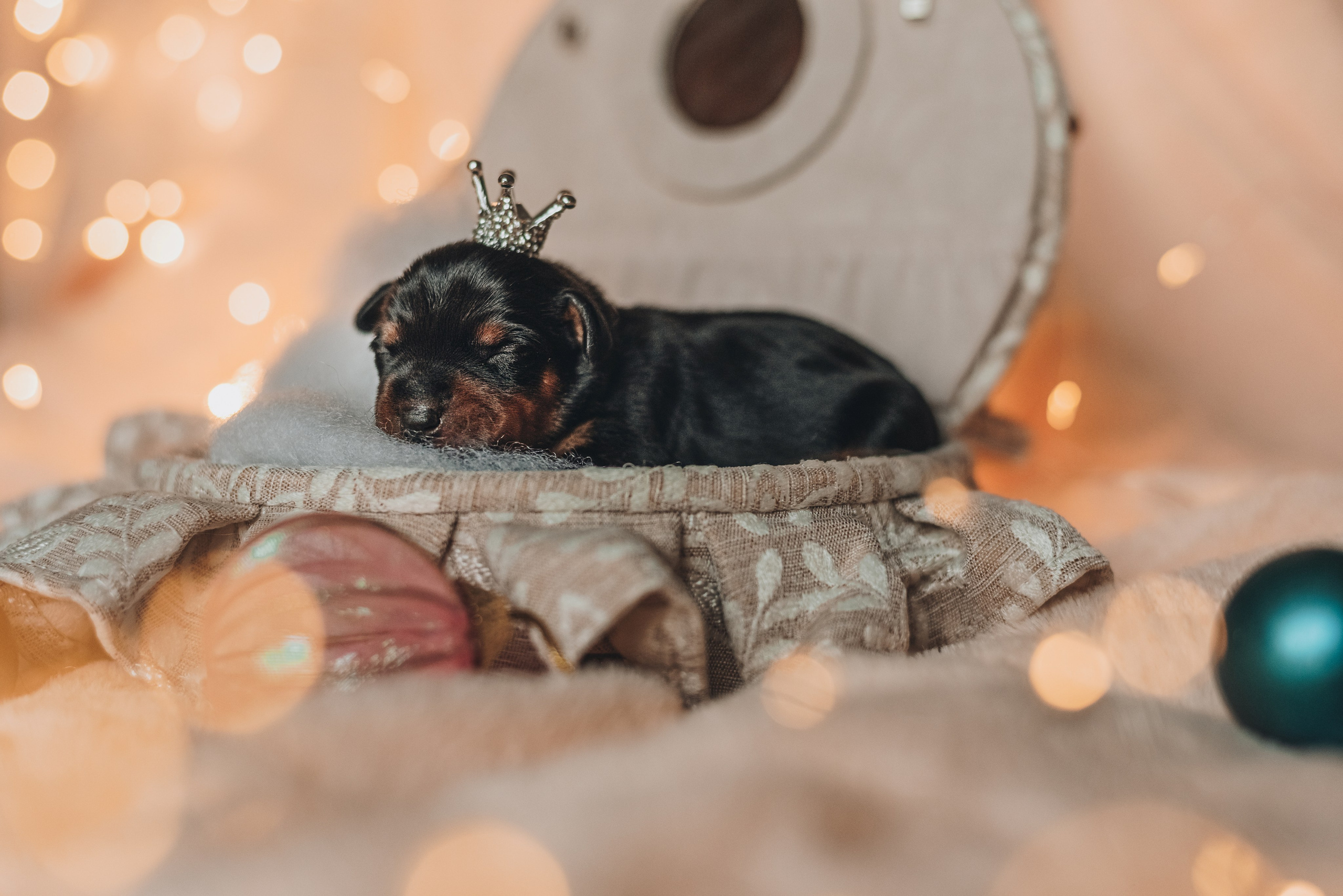 Pinschers. Natalia Finch Photography — Family, Kids & Pet Photographer in Chicago, IL