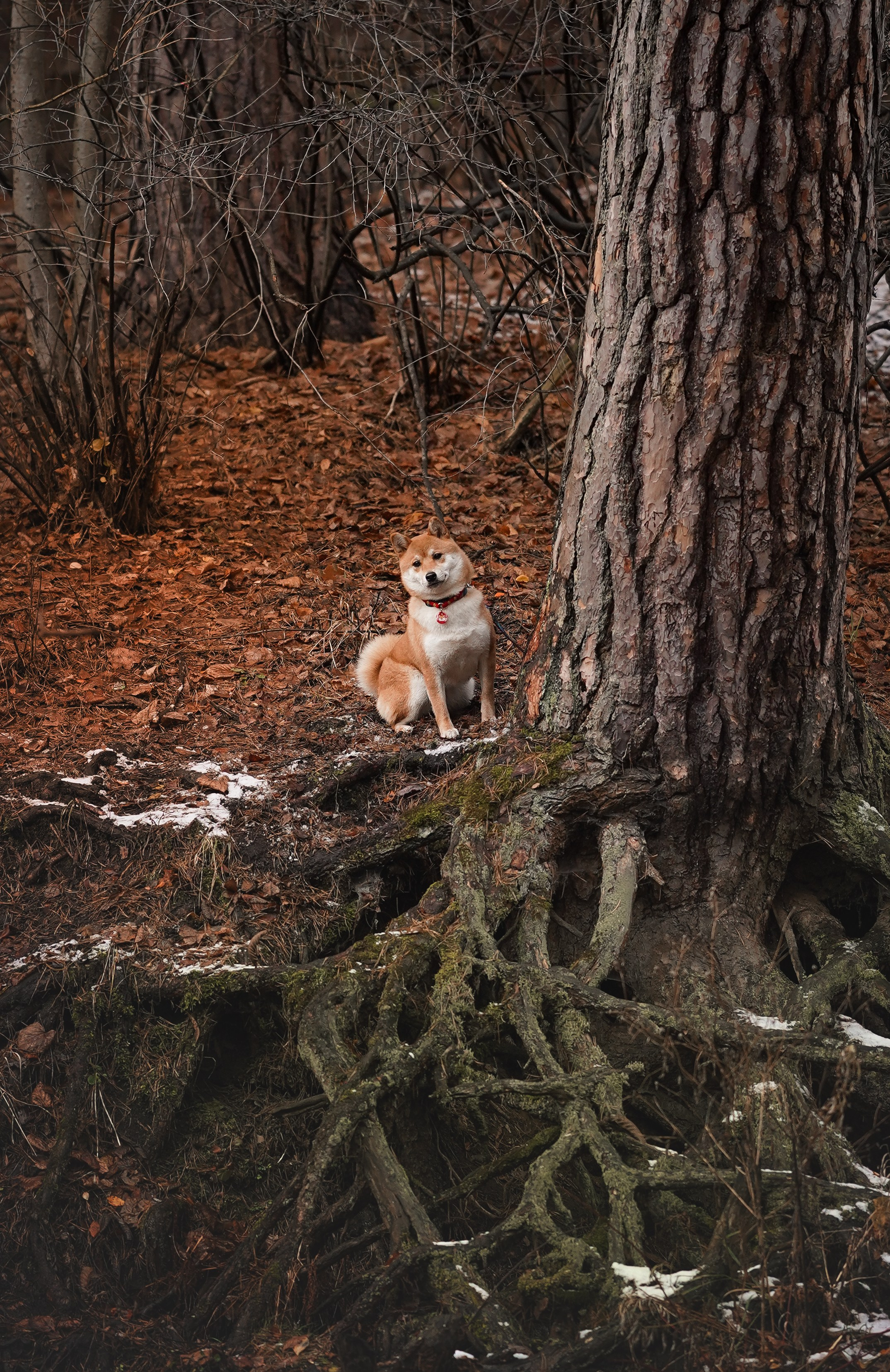 Алина и Юми. Фотограф-анималист в Санкт-Петербурге Яна Мартынова