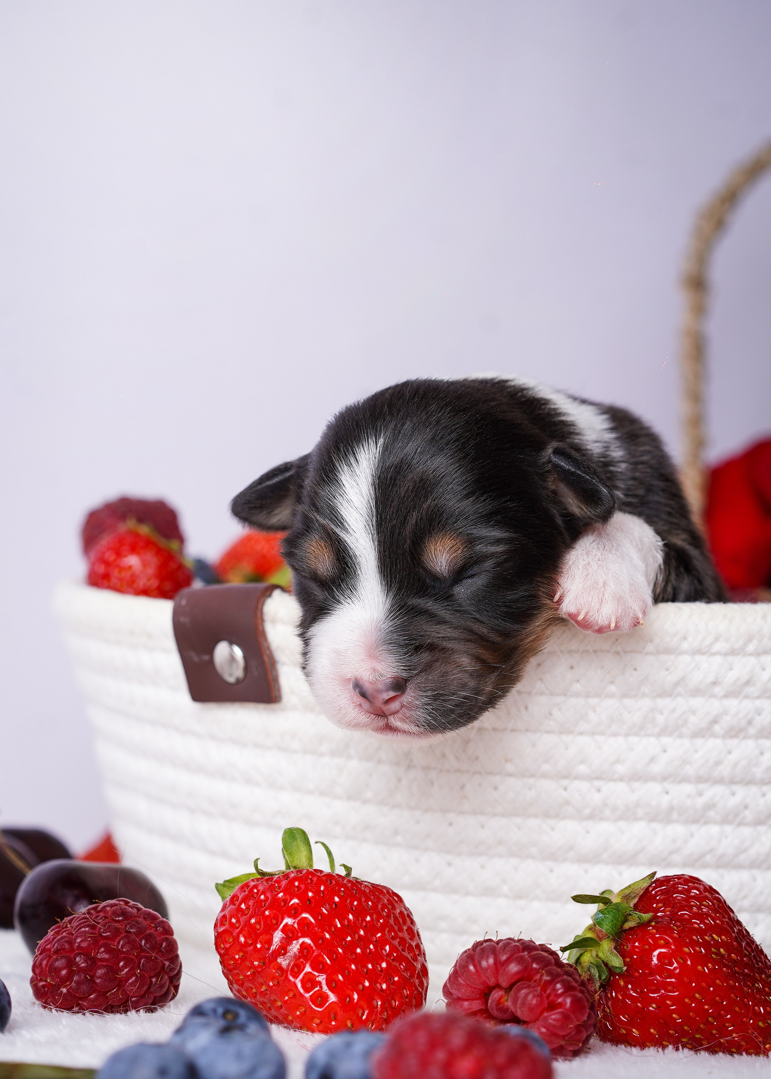 Щенки аусси. Фотограф-анималист в Санкт-Петербурге Яна Мартынова
