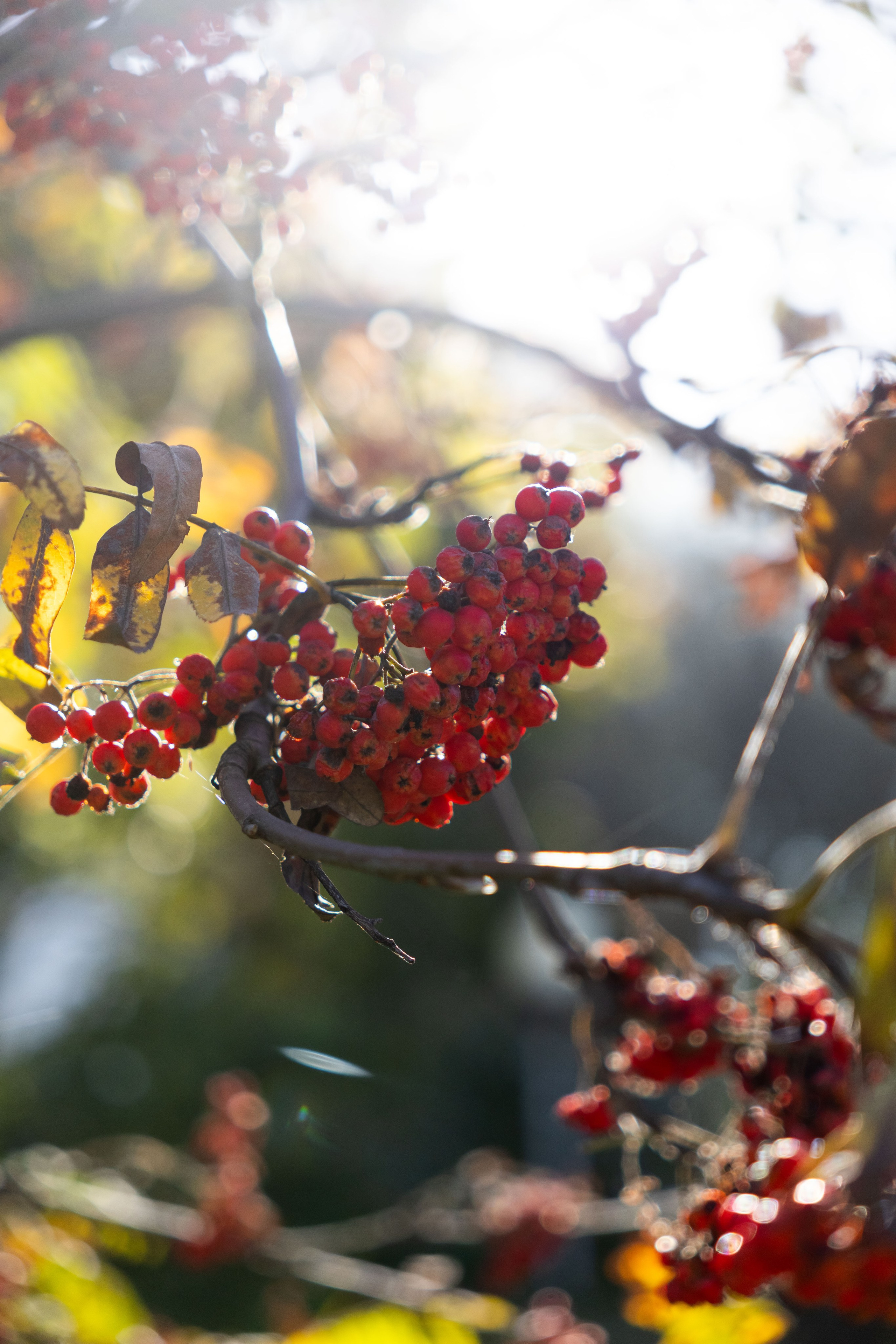 Осенние прогулки. Мария Жук — свадебный и репортажный фотограф в Москве