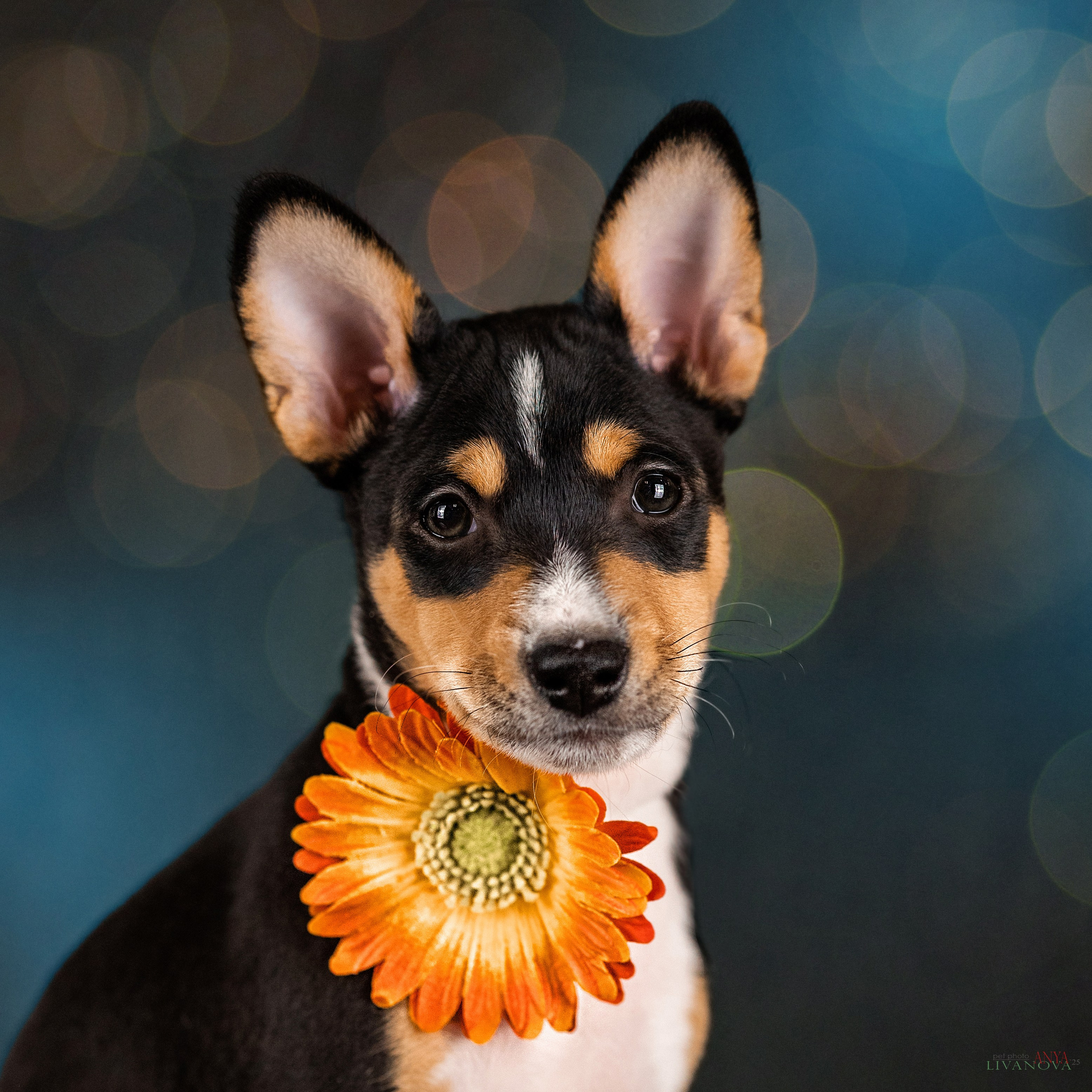 Басенджи. Фотограф анималист Аня Ливанова | Рыбинск