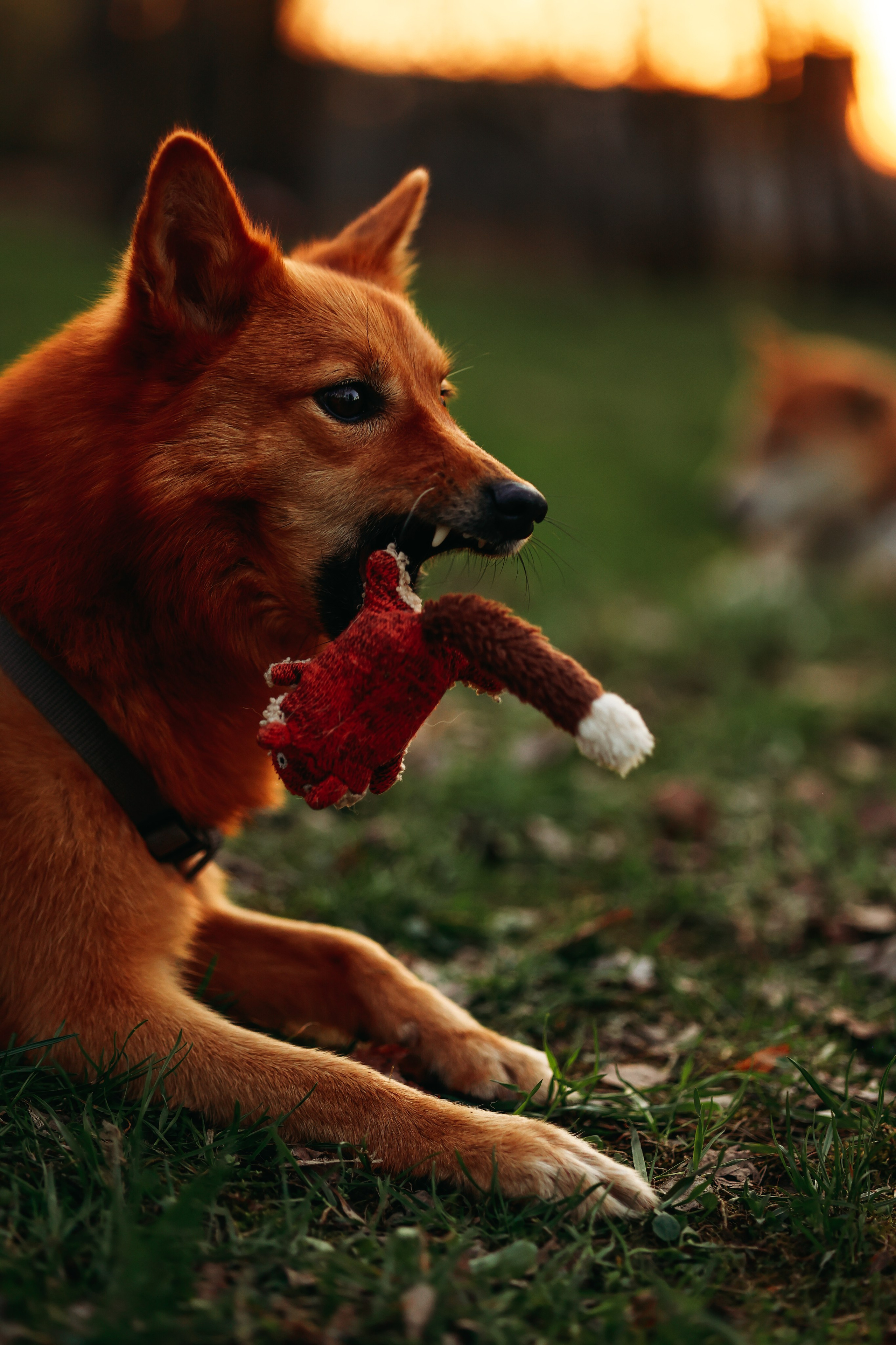 На закате. Фотограф Юлия Говор