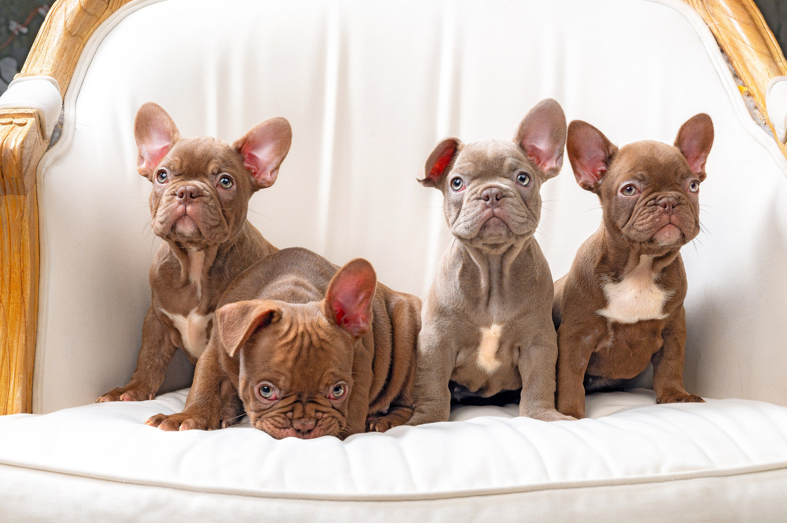 Питомцы. Интерьерный фотограф. Фото- видеосъемка недвижимости Санкт-Петербург
