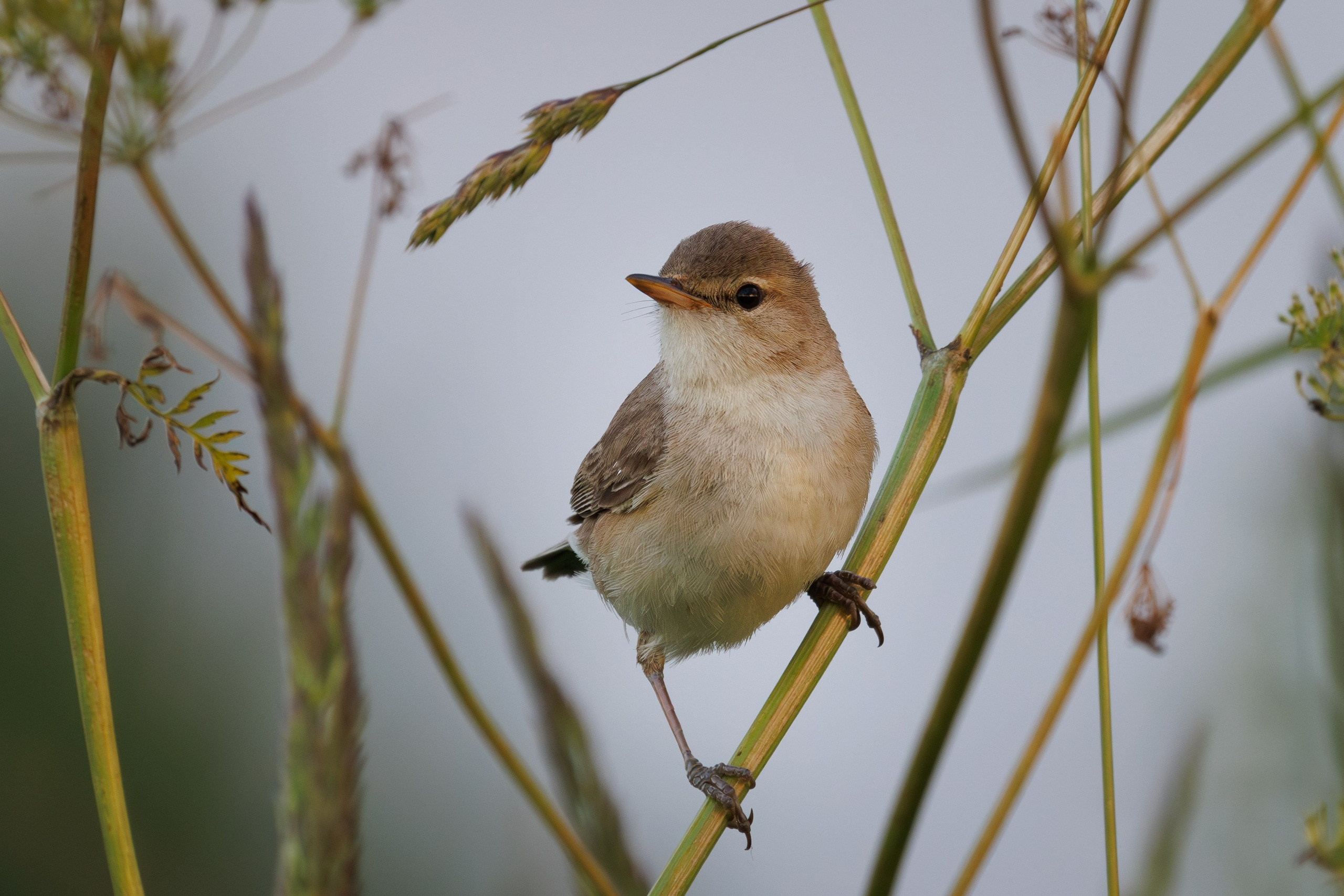Северная бормотушка на закате Снято на Canon EOS R8, RF 600 mm f11.