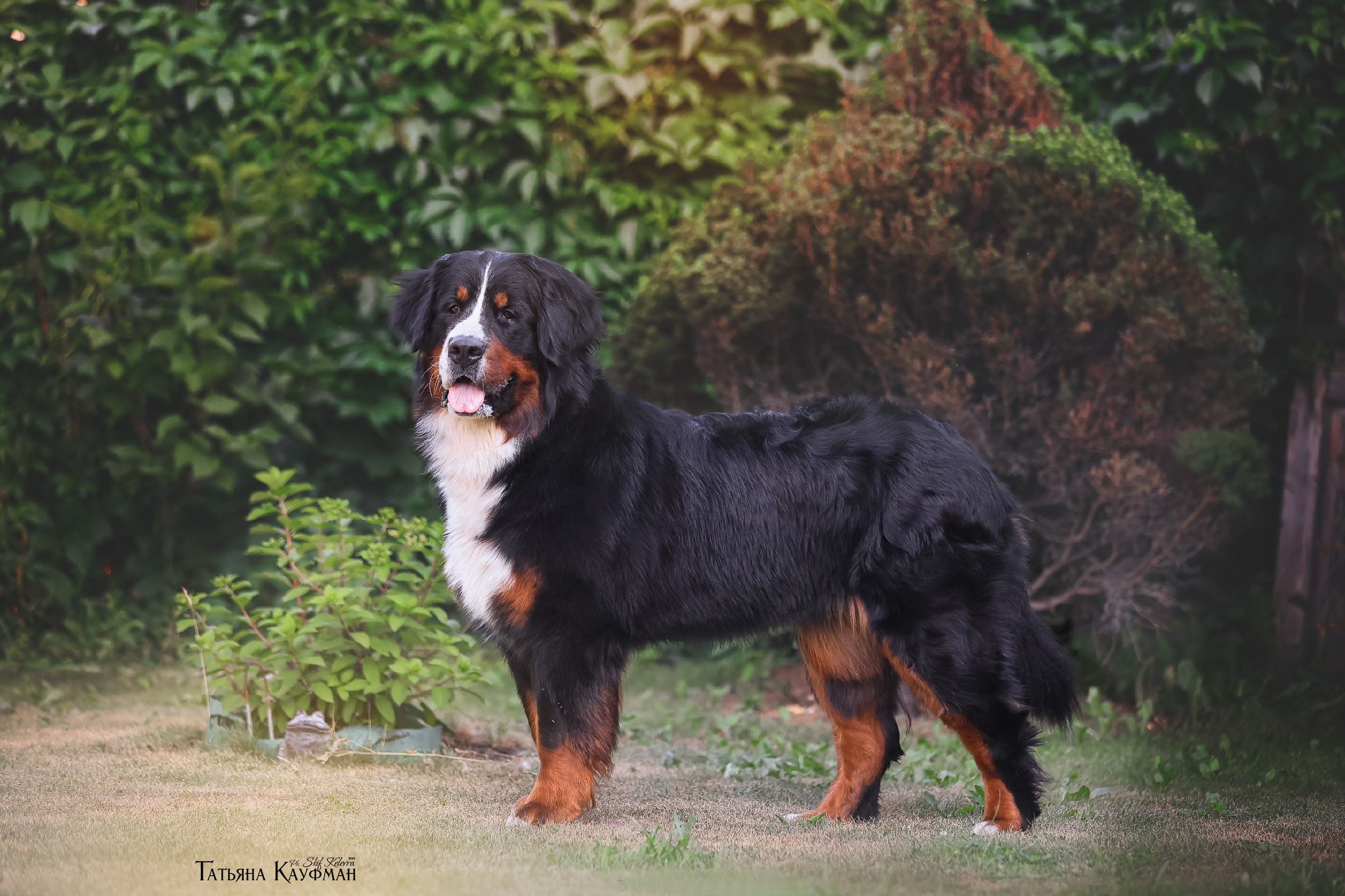 берн, бернский зенненхунд, собака в цветах, красивая собака, фотограф анималист, фотокурс Анималистика, научиться фотографировать собак, фотограф Новосибирск