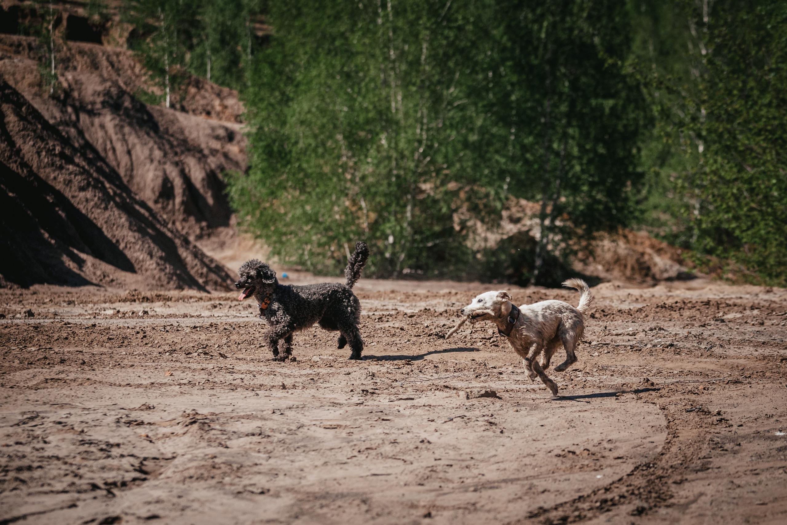 Кондуки. Фотограф-анималист Татьяна Степанова