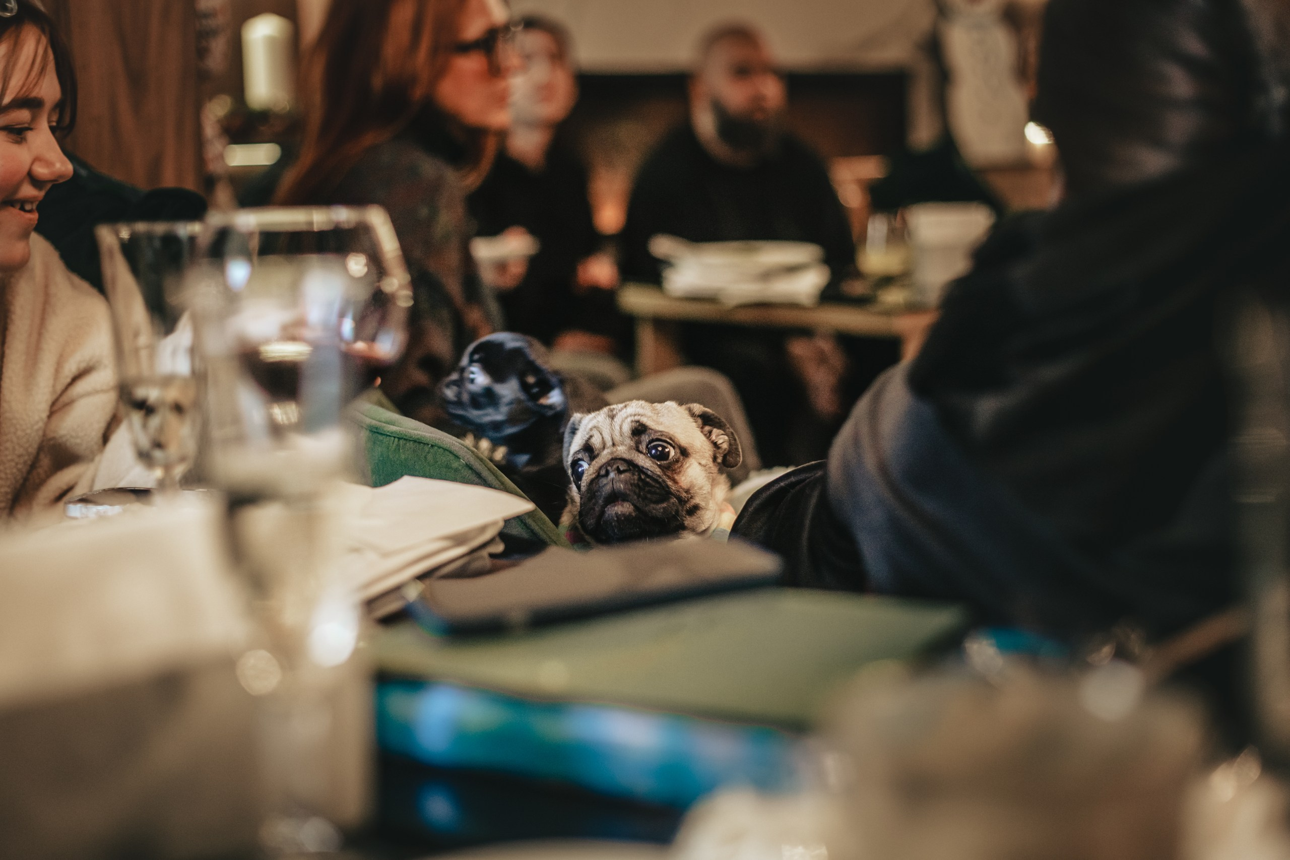 Мопсовстреча 02.12.2023. Фотограф-анималист Татьяна Степанова