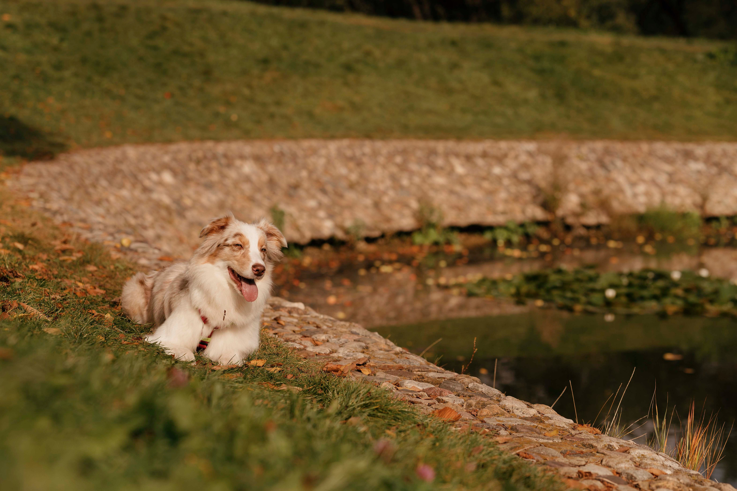 Дженни. Фотограф- анималист Александра Матвеева
