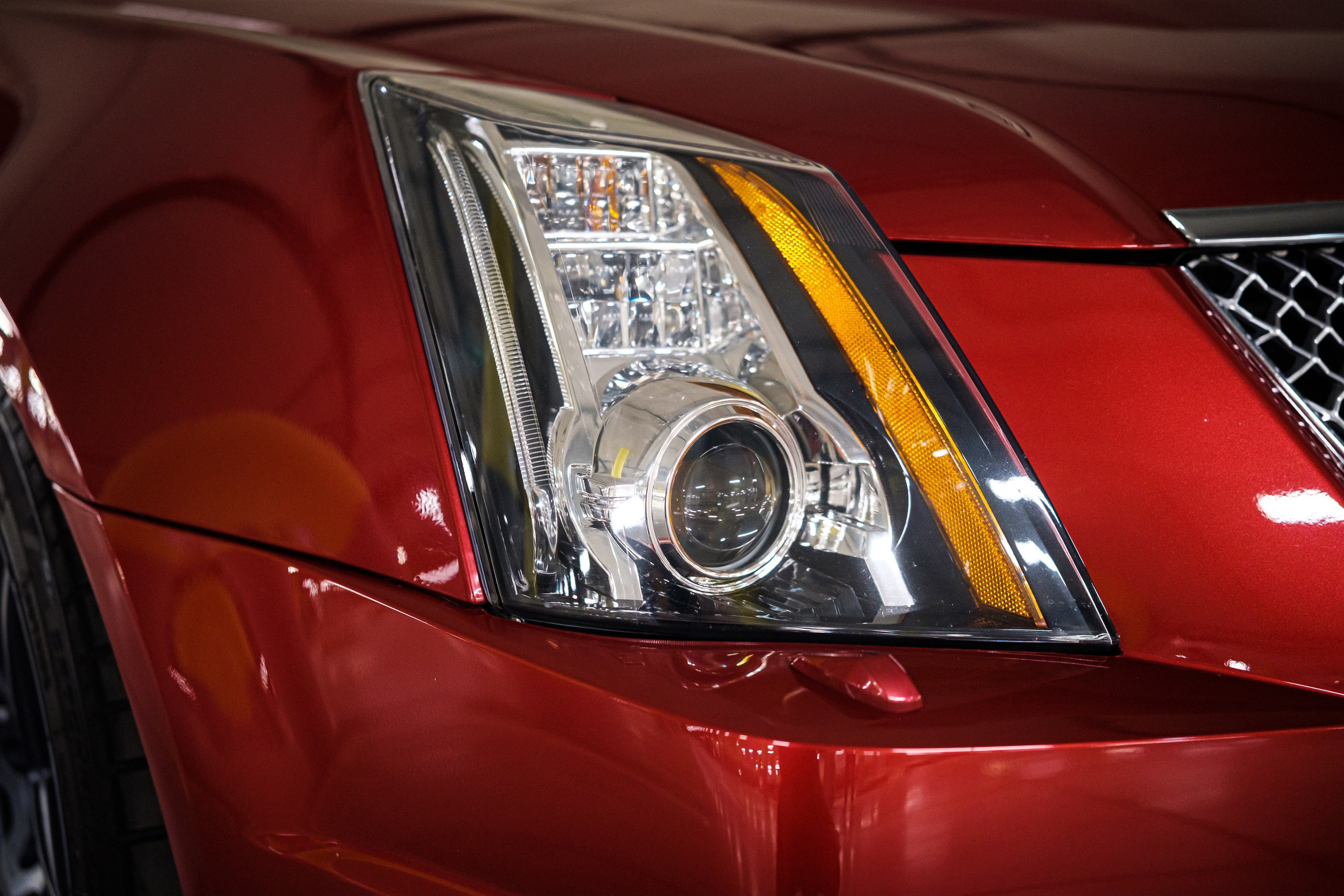 Кэдди. Алексей Никифоров фотограф Москва, Химки