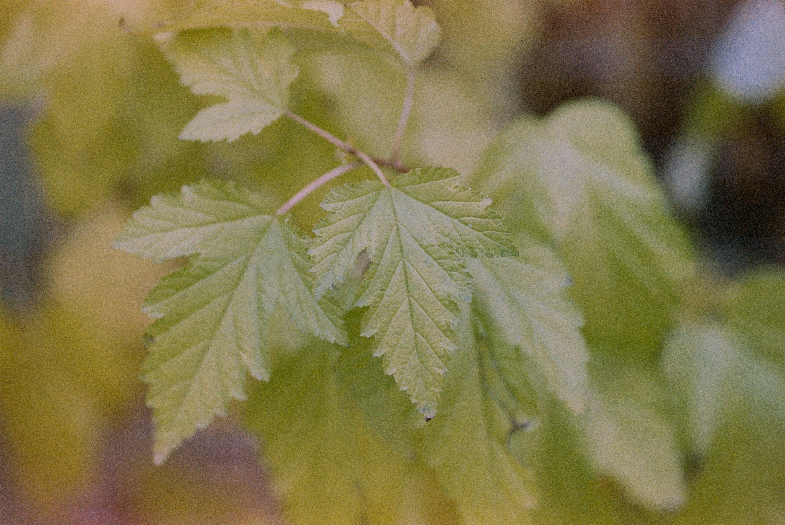 Осень на просроченную Kodak Color Plus 200 и Contax N1 с макро-объекти