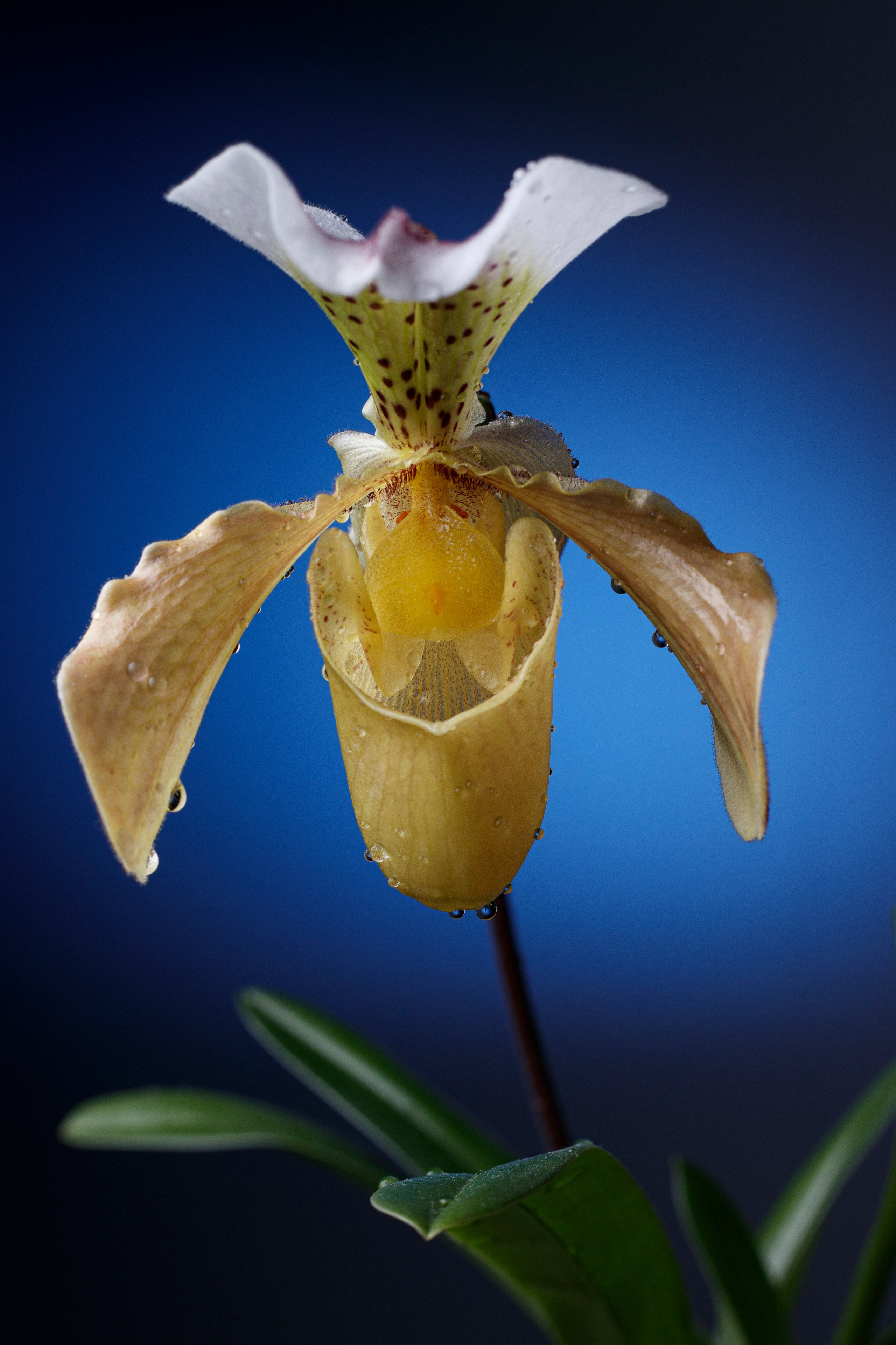 On-Camera Flash Course – Master Lighting Techniques in Photography