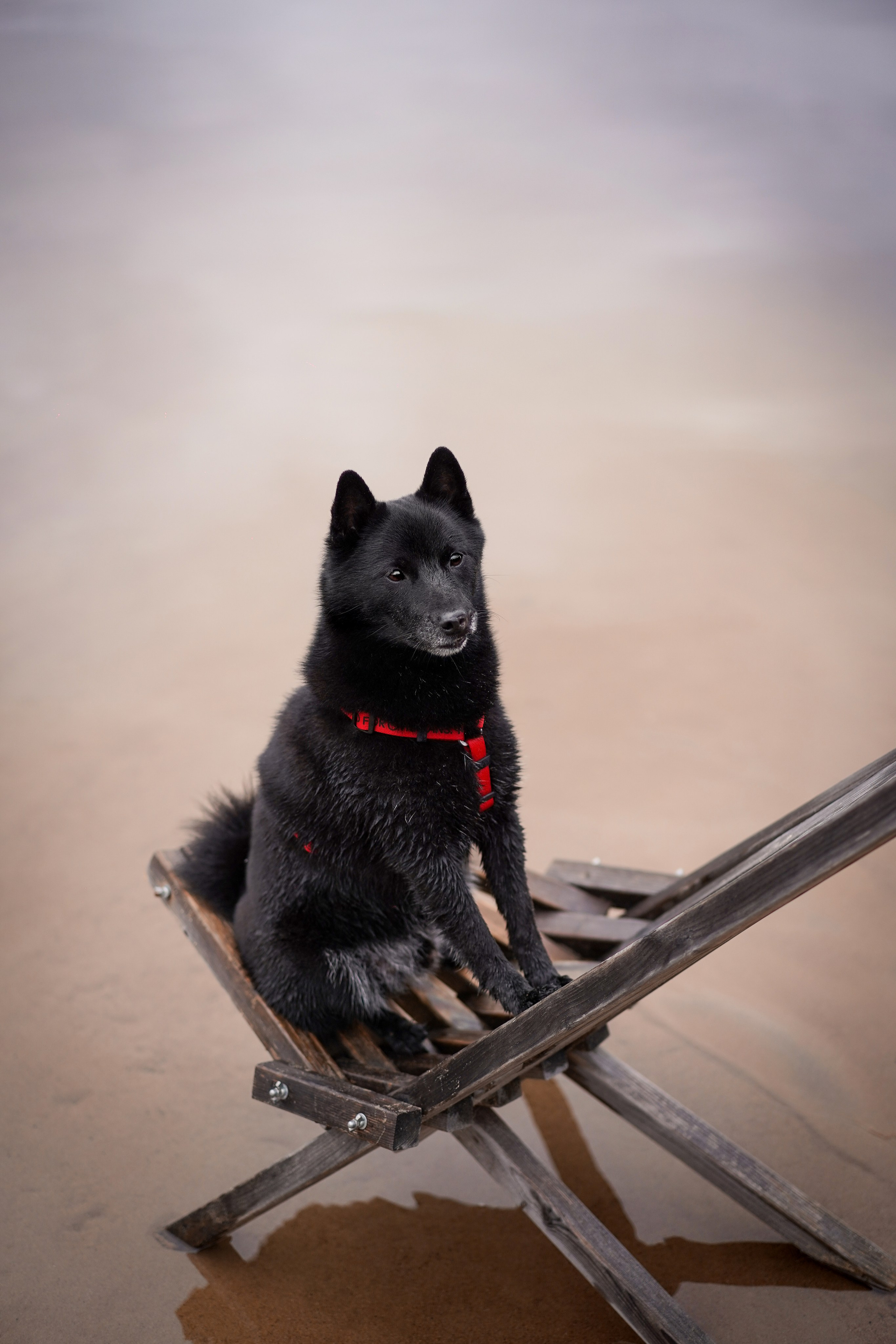 Аня Мишель Арчи и Майкл. Фотограф-анималист в Санкт-Петербурге Яна Мартынова