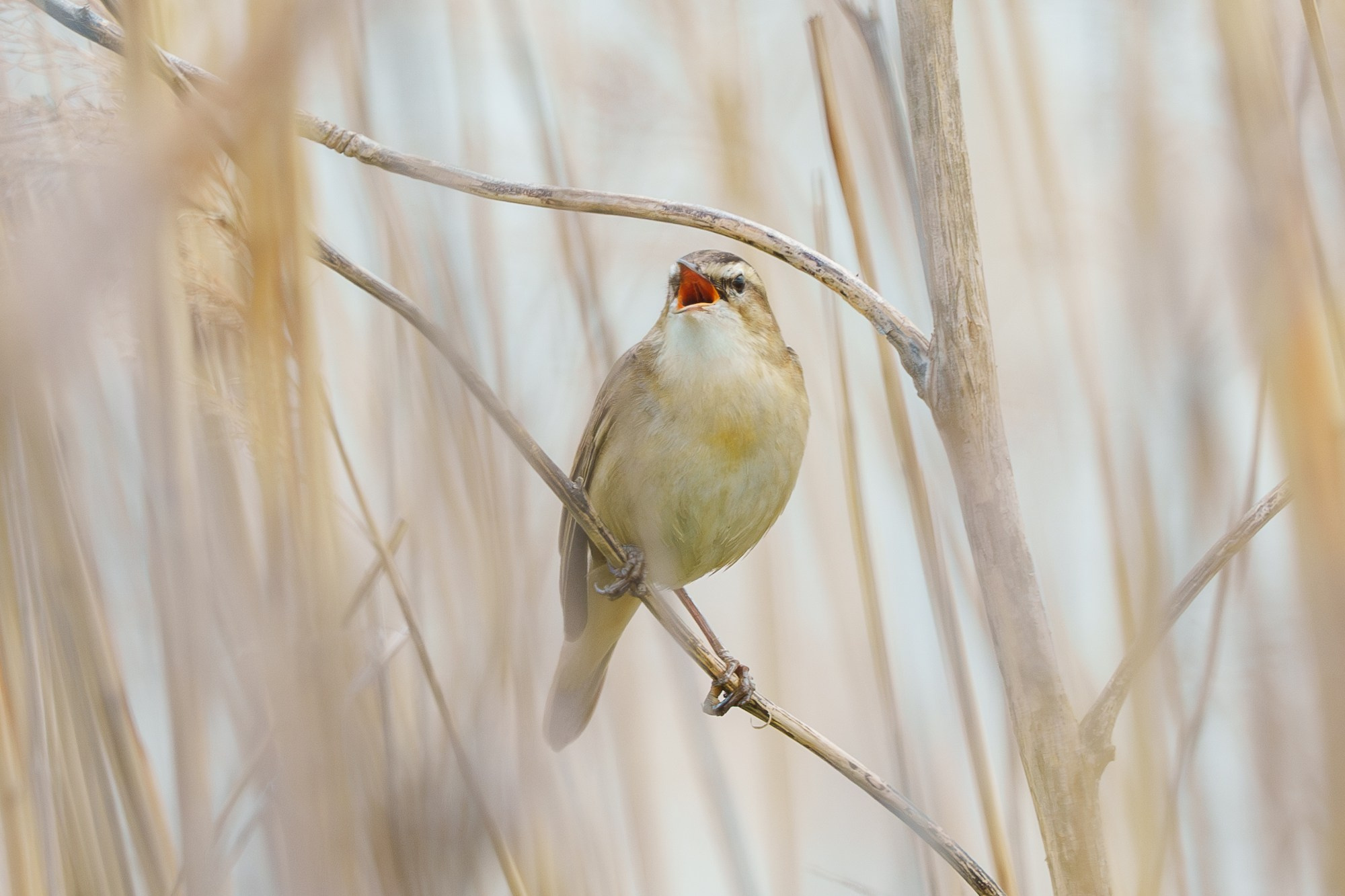 Удивительные мир птиц. Вокруг нас столько прекрасного — присмотритесь!. Ваш личный фотограф Марина Волкова