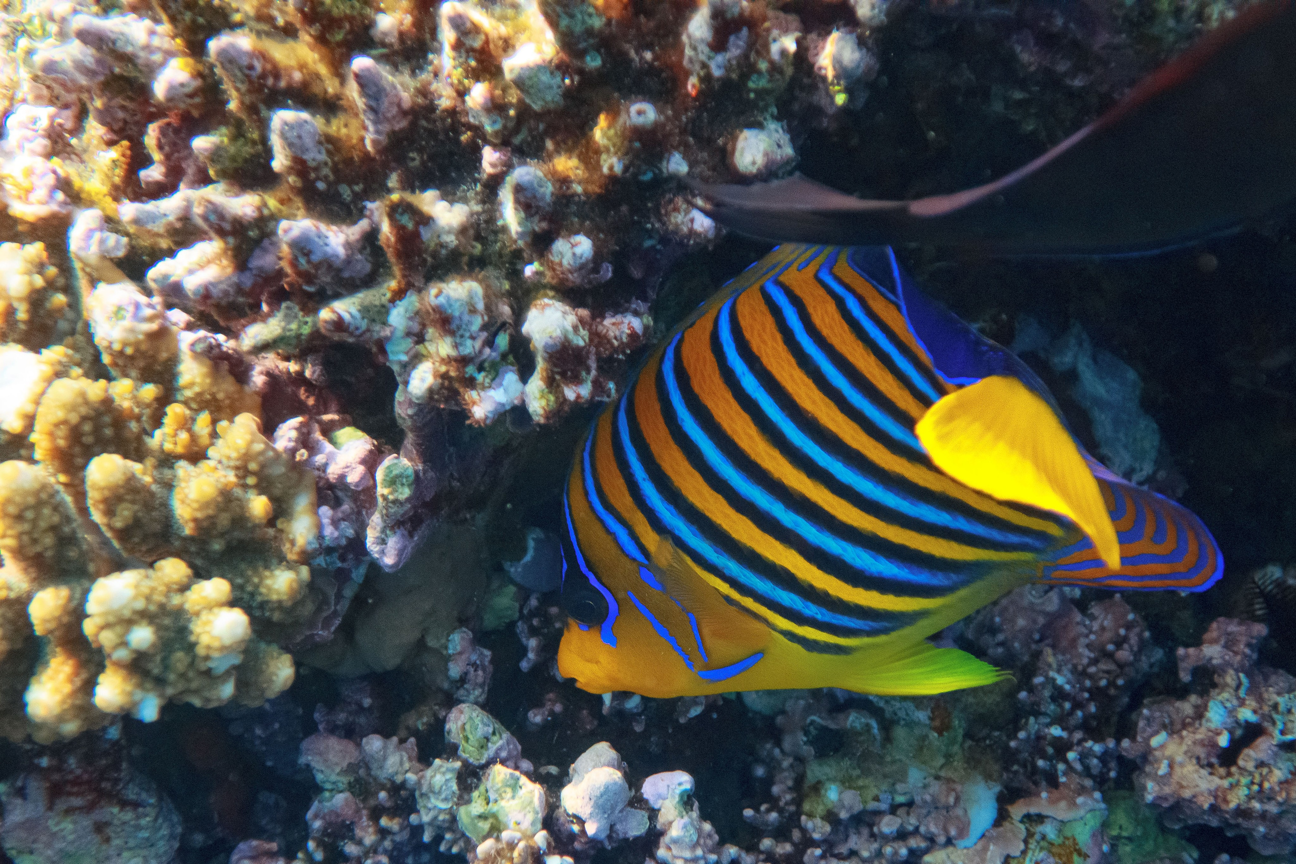 Fish. Фотограф Светлана Голицына