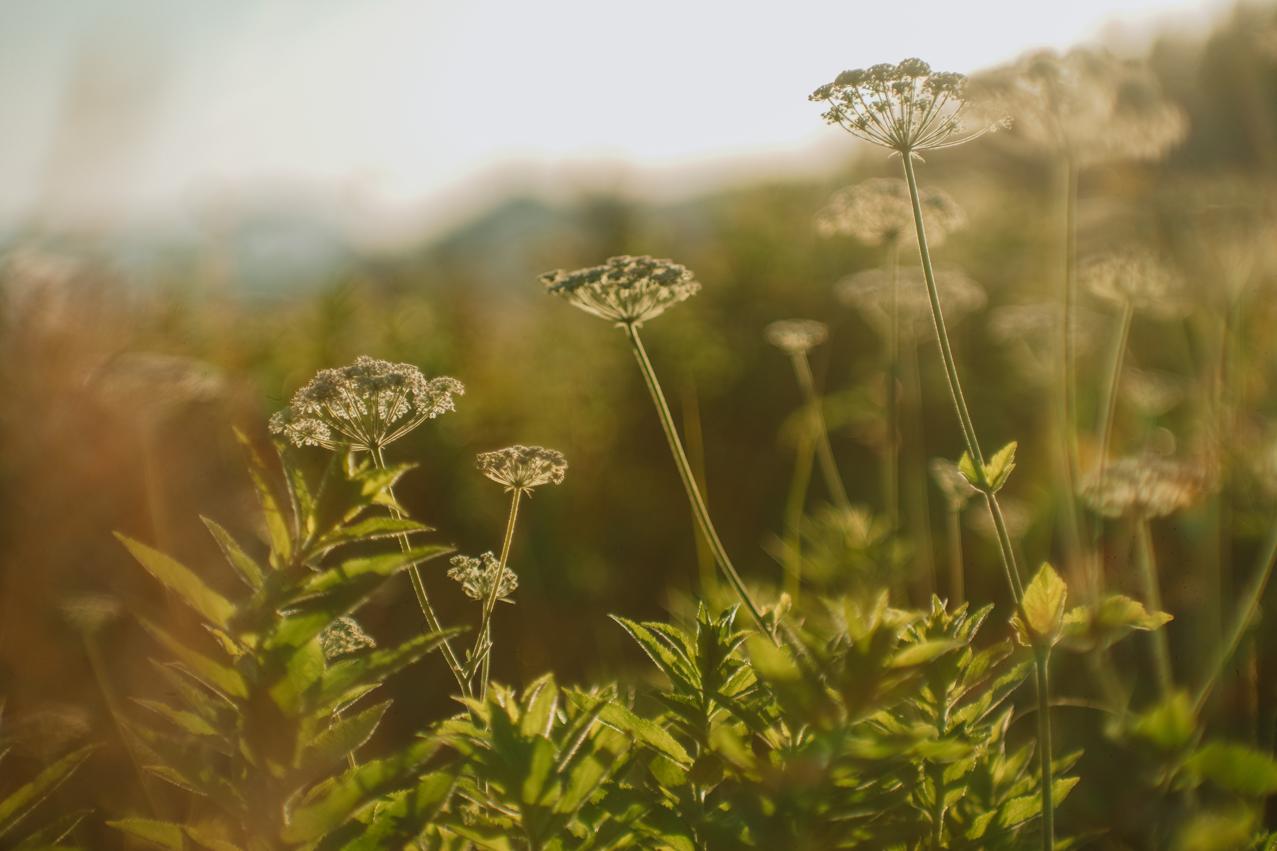 Нахазо ✽ Июль. Репортажный фотограф | Роза Хутор Красная Поляна Сочи Сириус