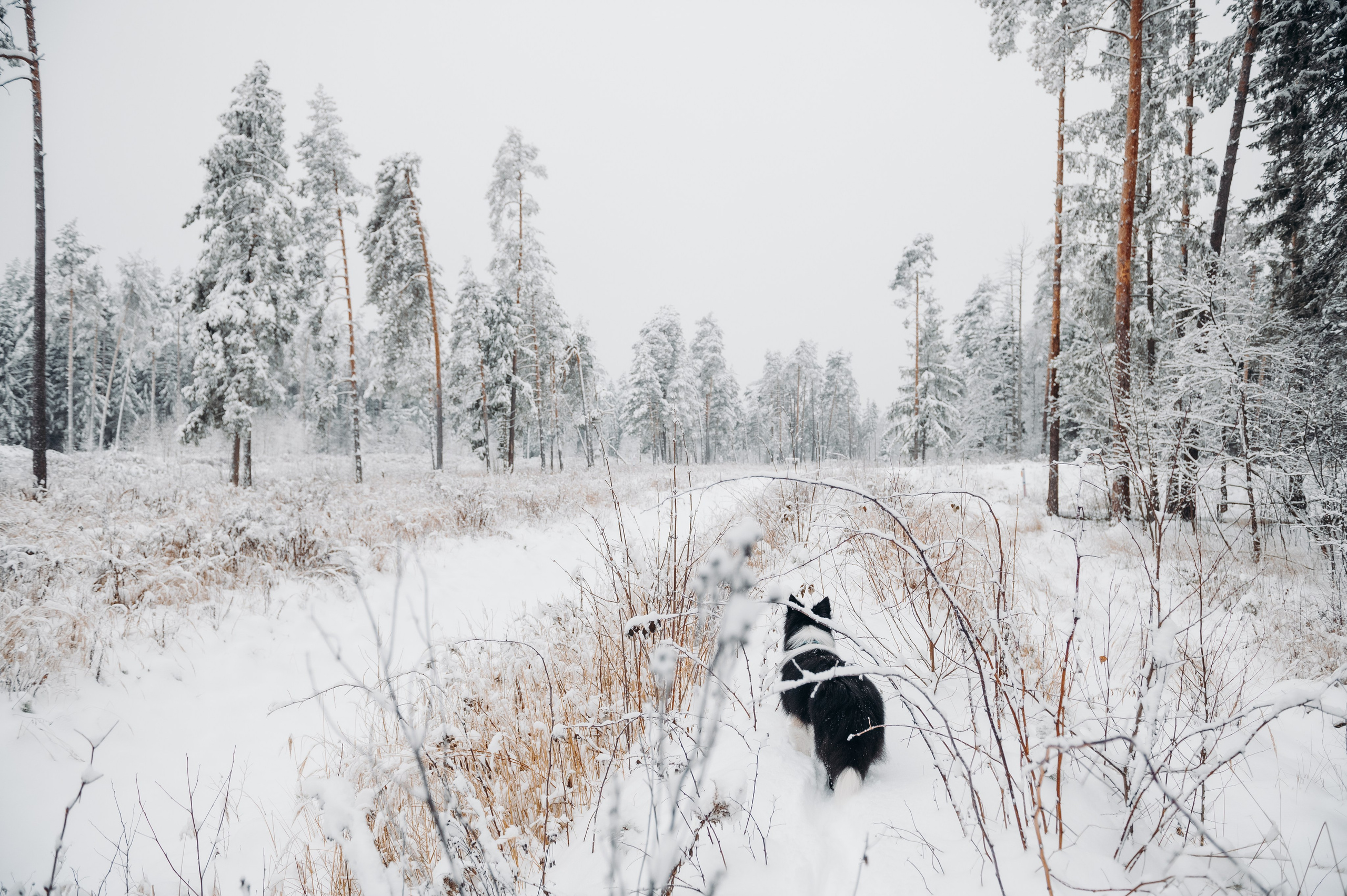 Снежная прогулка. Главная