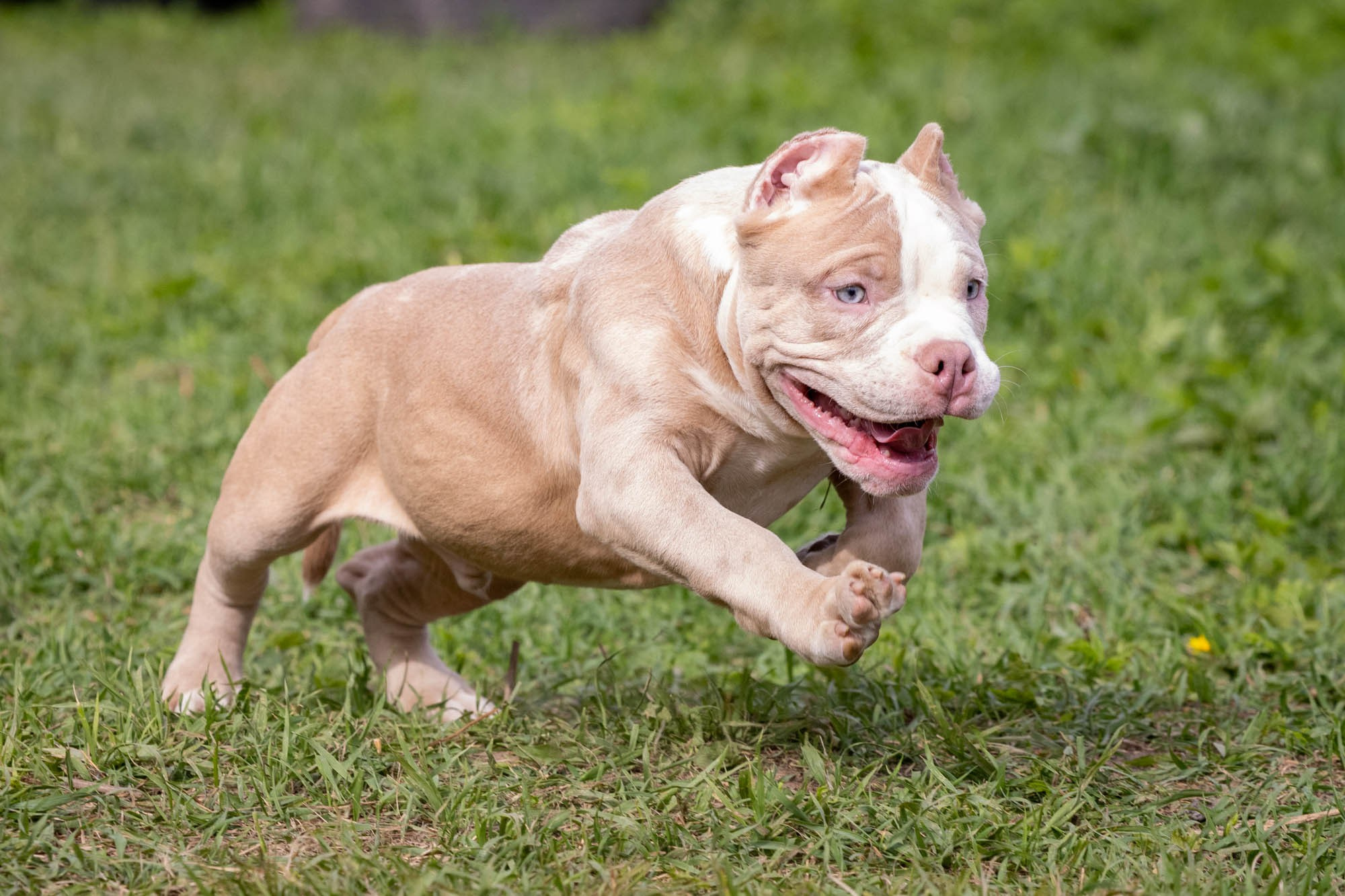Щенки Тэя. Виктория Михайловская. Фотограф-анималист. Москва
