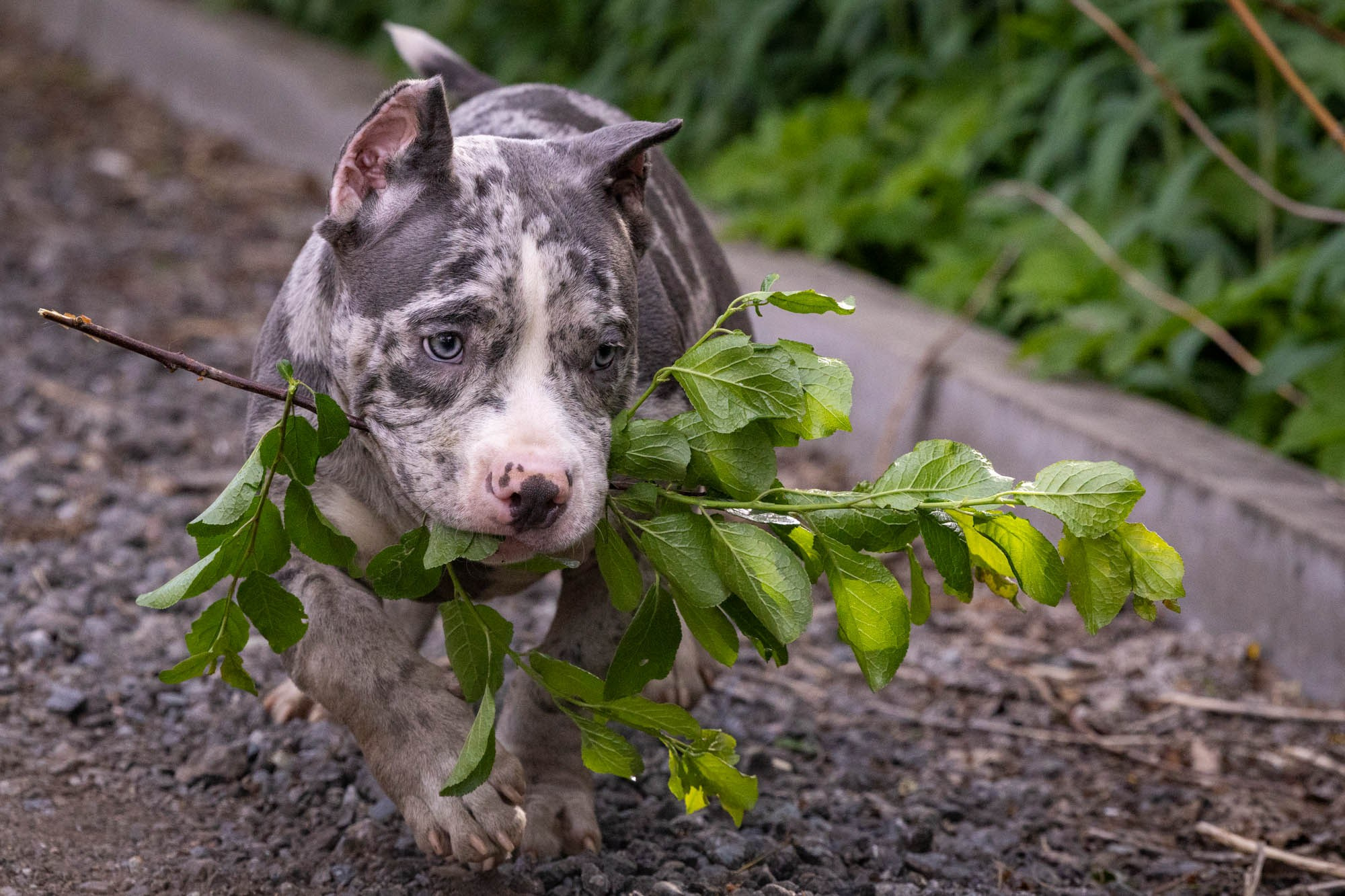 Щенки Тэя. Виктория Михайловская. Фотограф-анималист. Москва