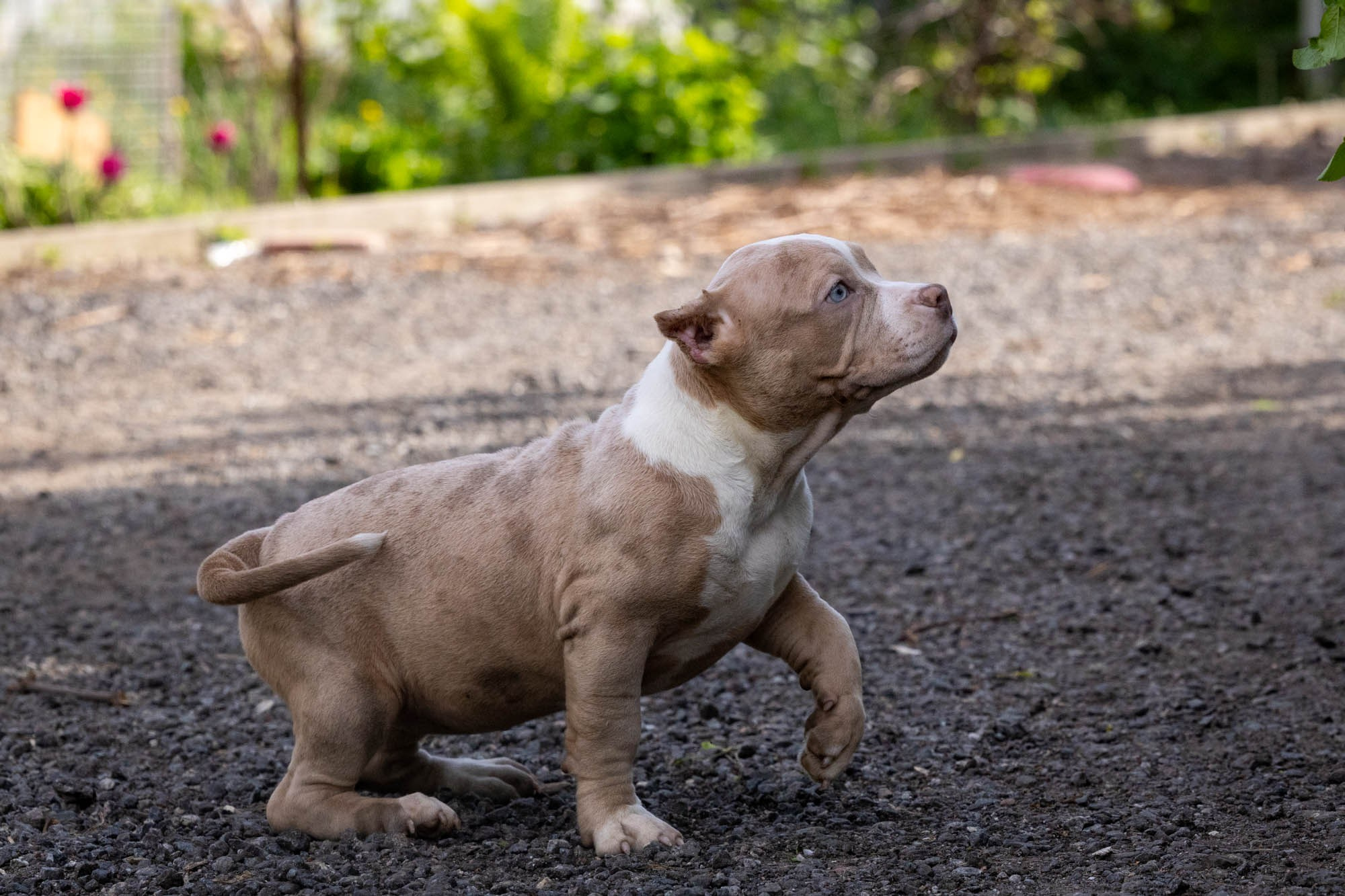 Щенки Тэя. Виктория Михайловская. Фотограф-анималист. Москва