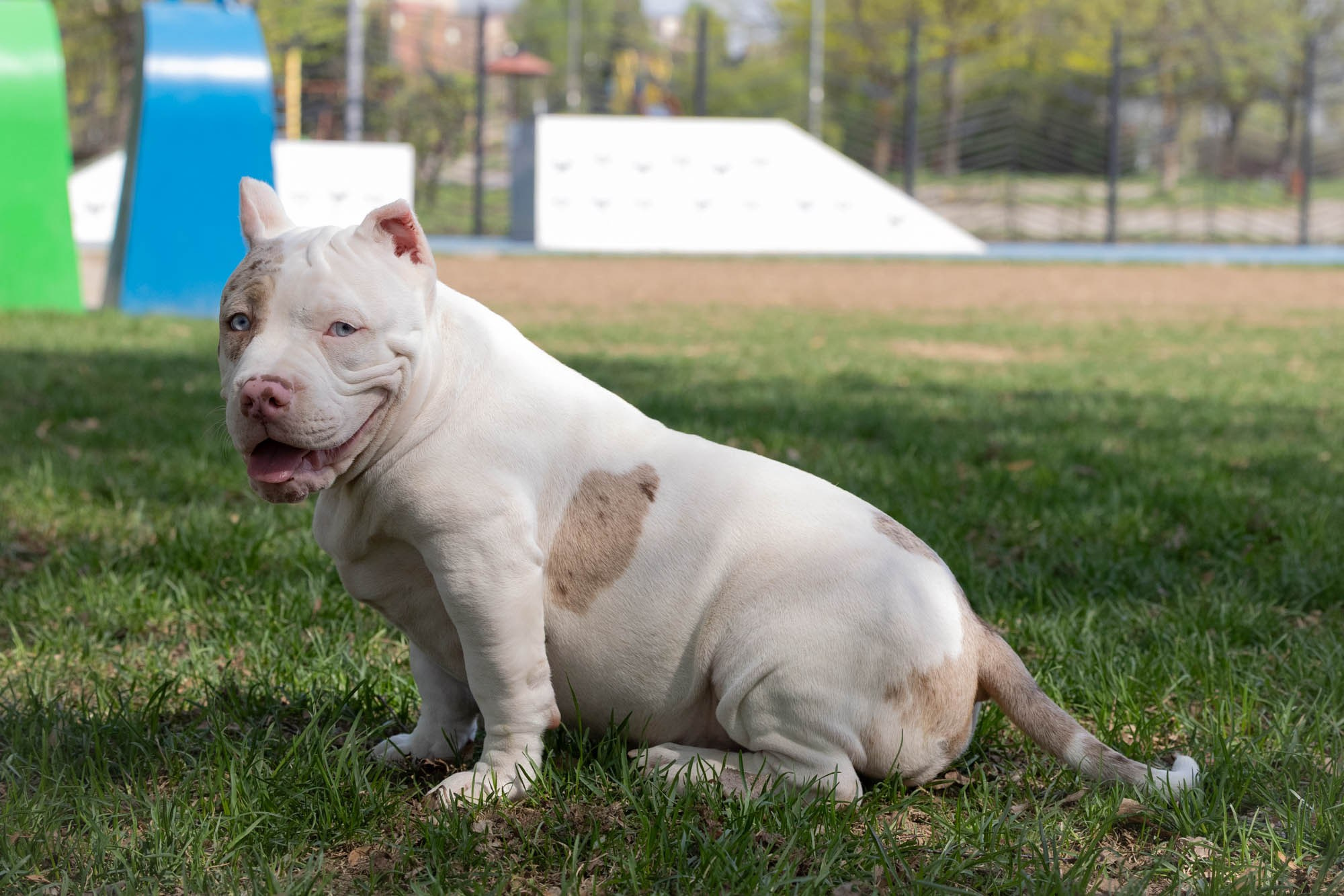 Щенки. Виктория Михайловская. Фотограф-анималист. Москва