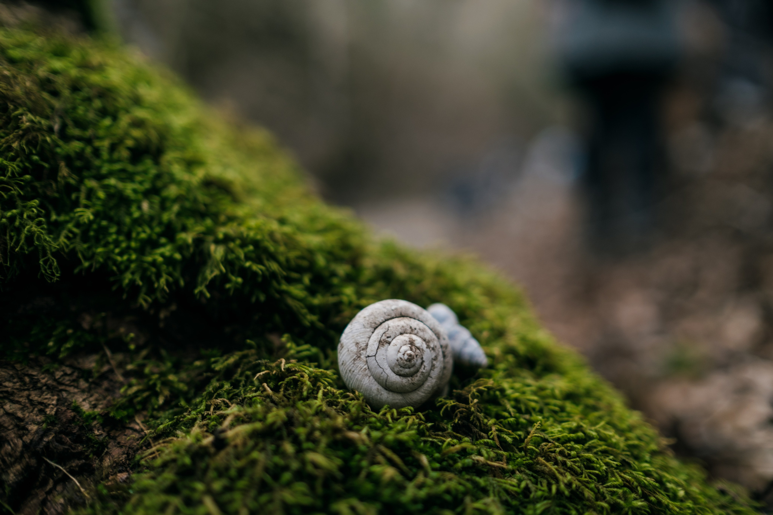 Фестиваль Братья Зима 2024, поход в горы. Фотограф в Москве Максим Скоробогатов