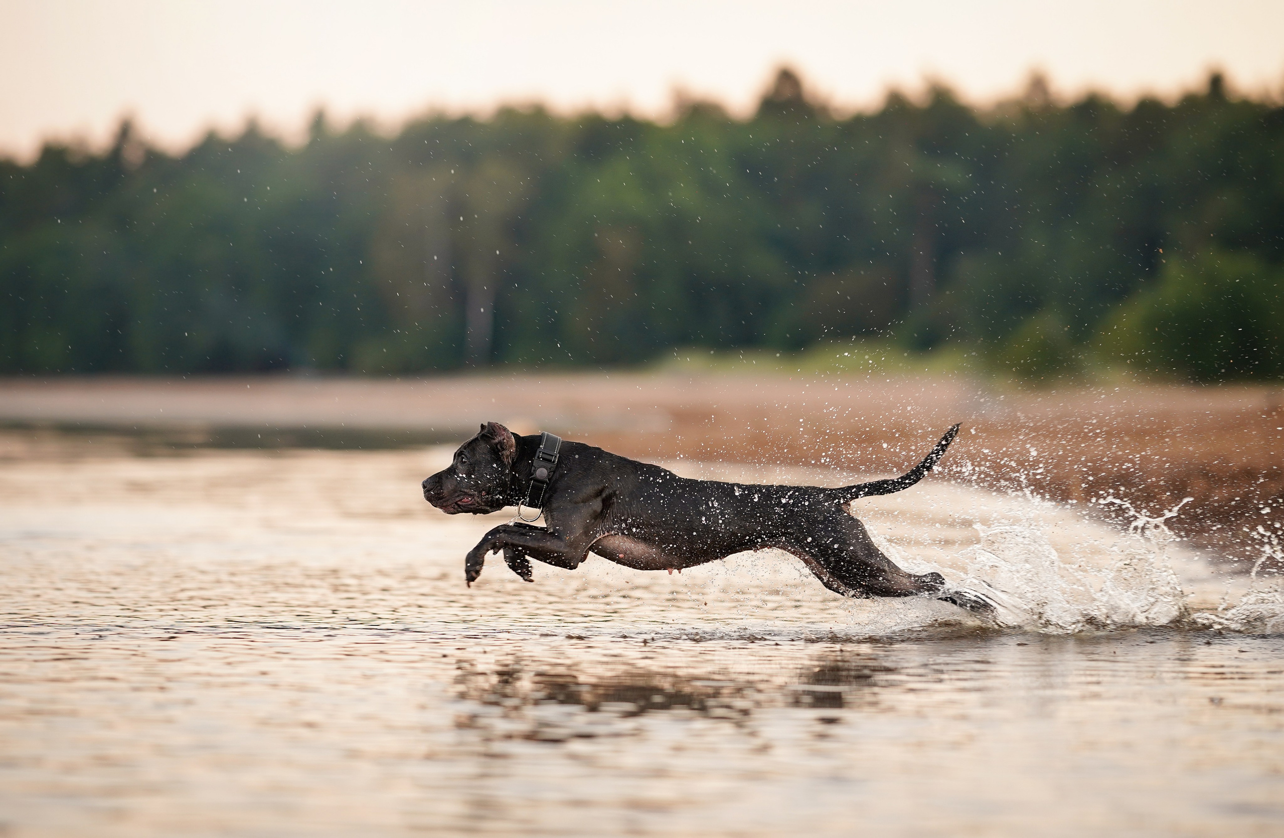 Татьяна Изи и Джем. Фотограф-анималист в Санкт-Петербурге Яна Мартынова