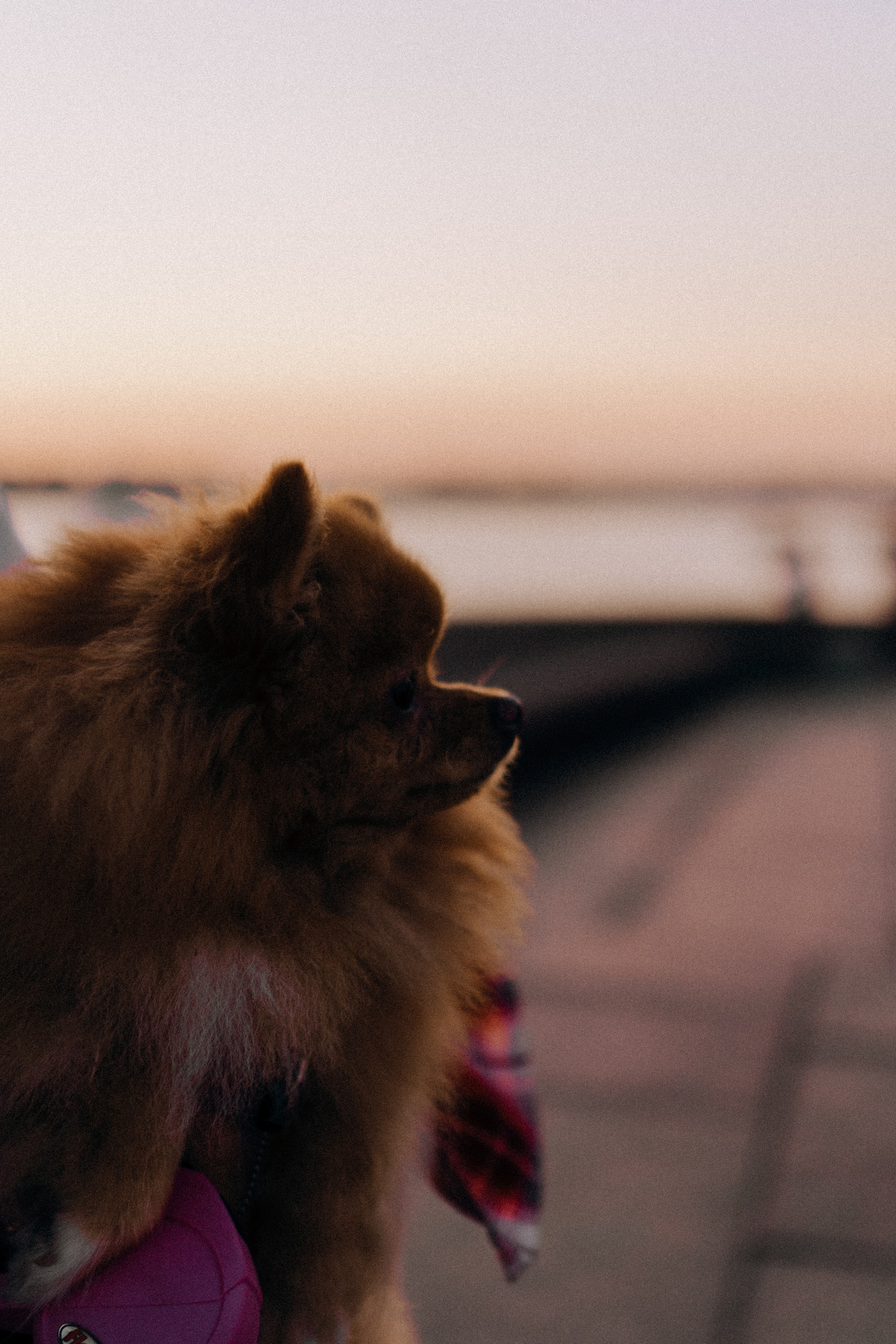 РАССВЕТНАЯ ИСТОРИЯ. Профессиональный фотограф, Санкт-Петербург — Виктория Богомолова