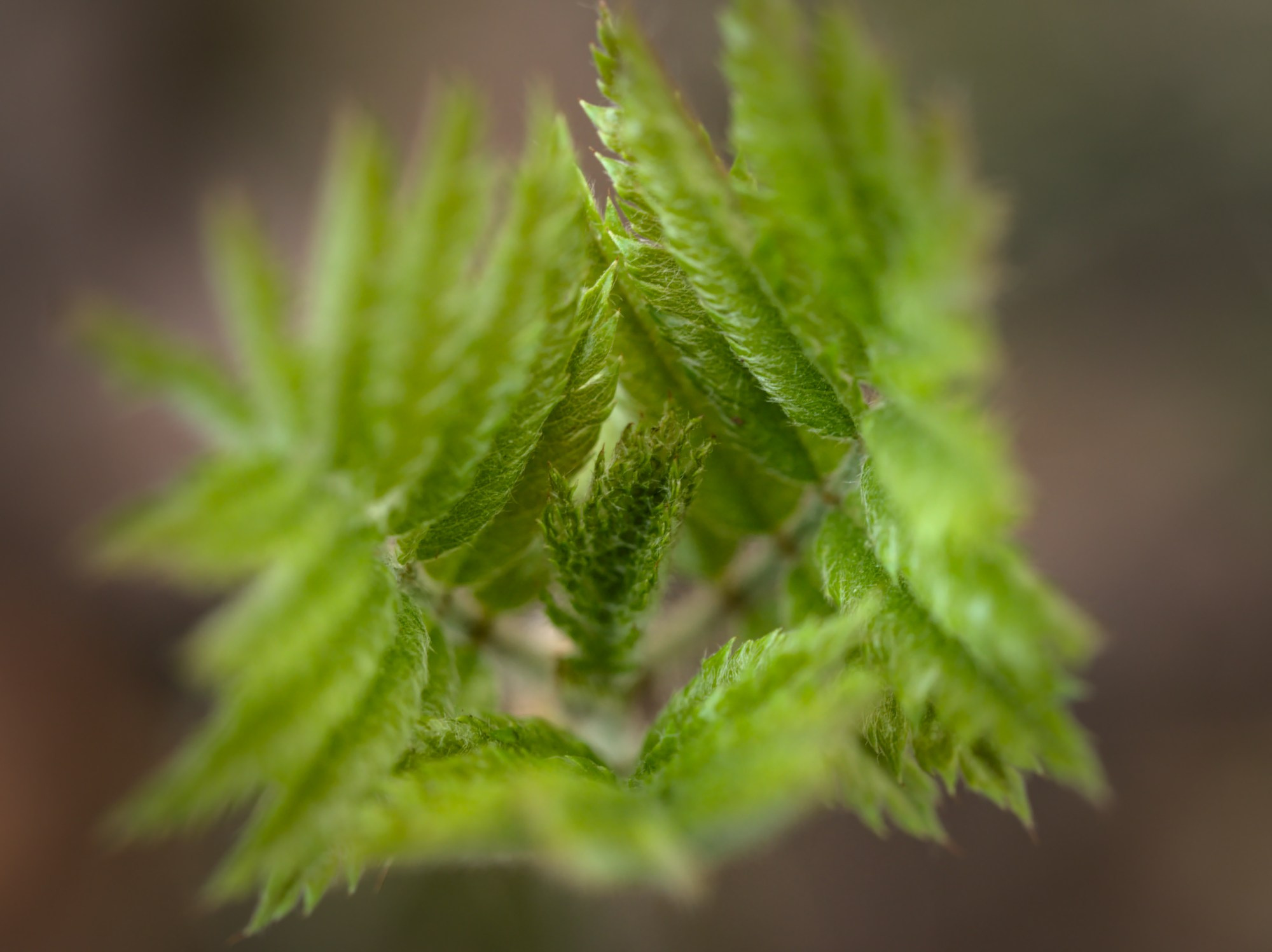 Лесное. Предметный фотограф Мария Белка