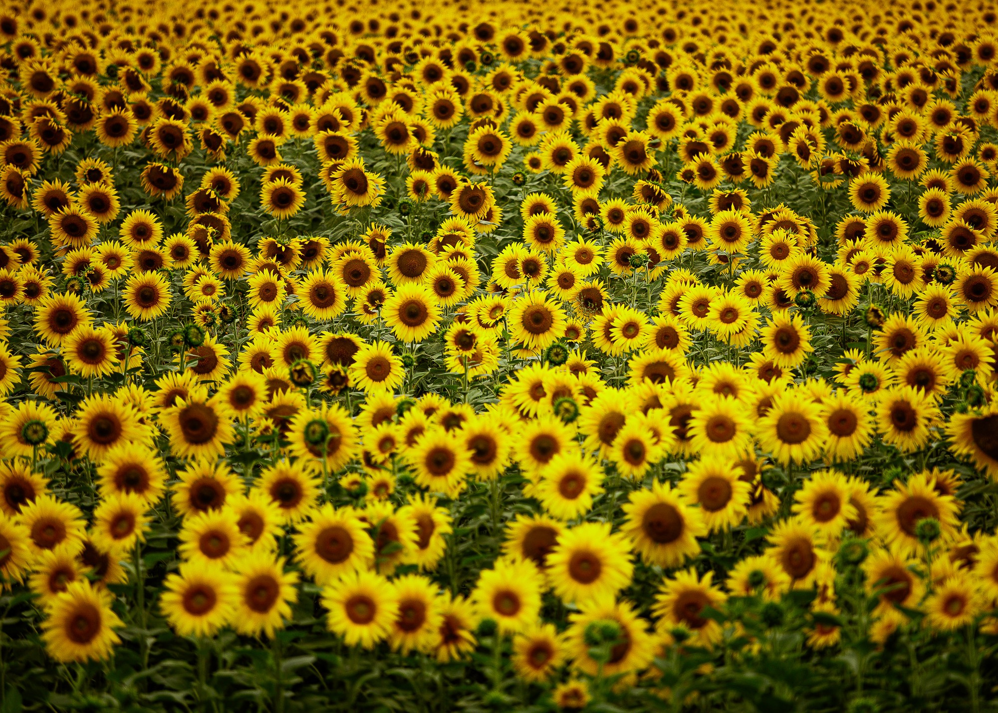 ЭкоНива — производитель молока № 1 в России