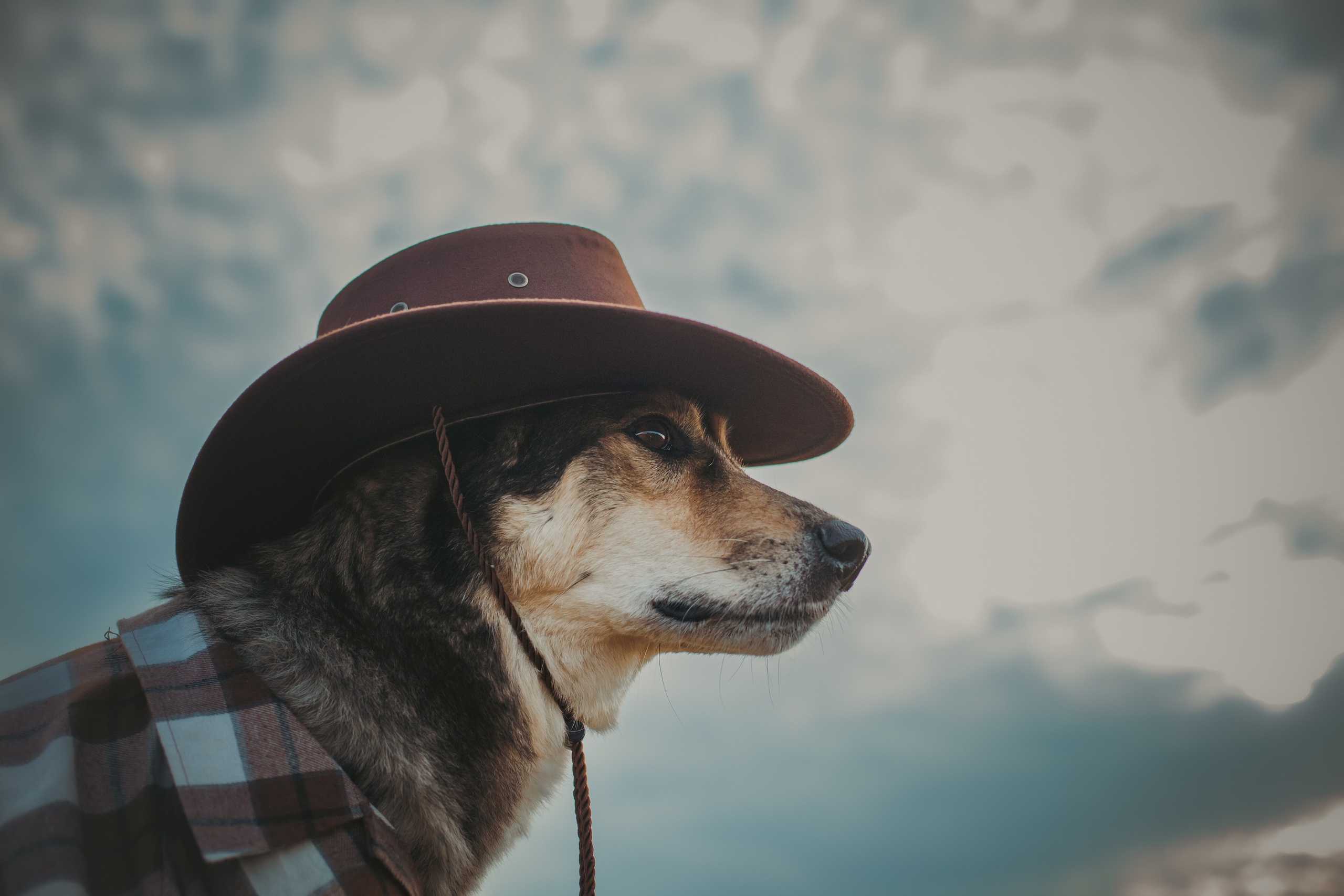 Кантри Дюк. Фотограф-анималист Татьяна Степанова