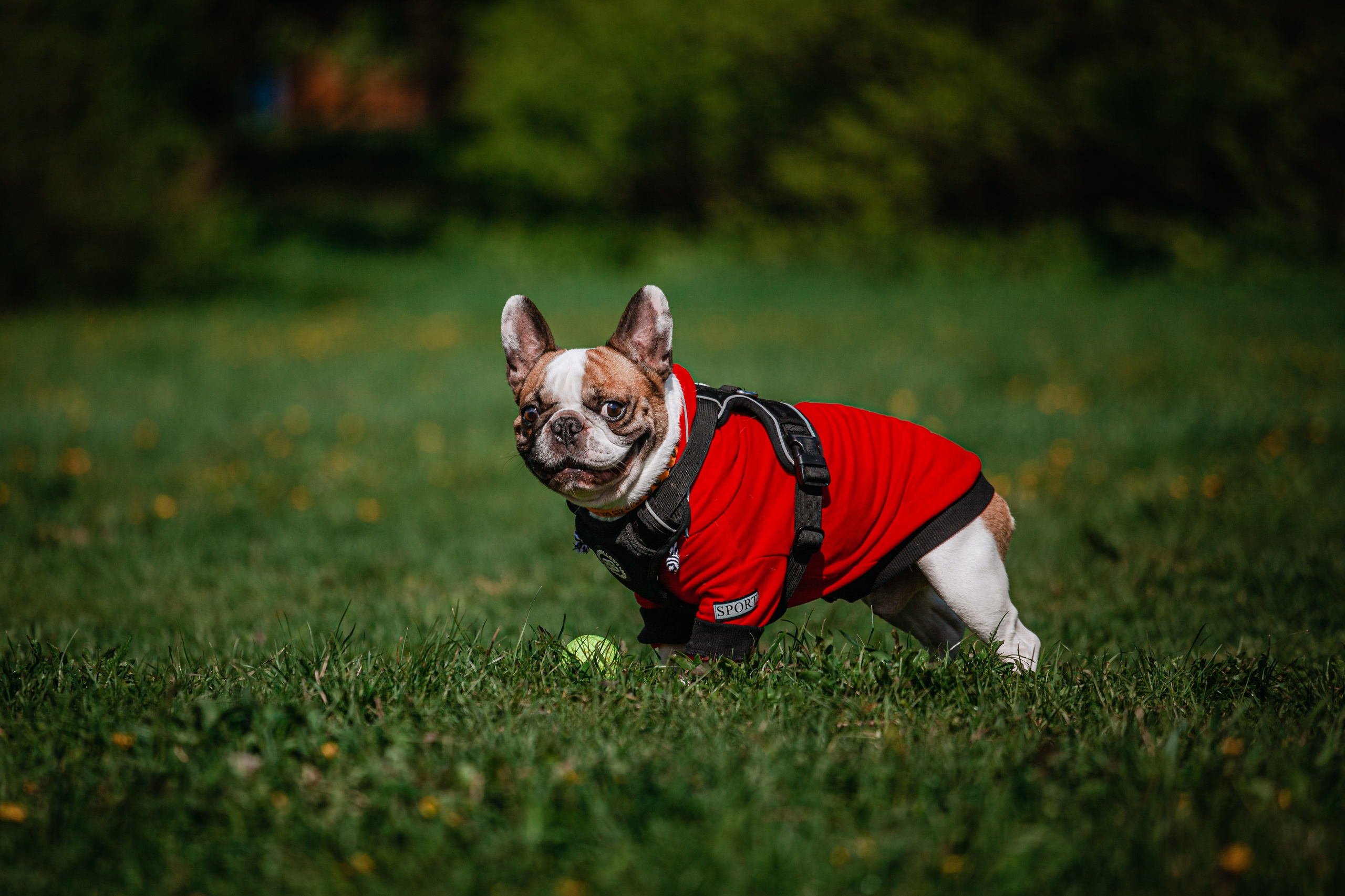 Фотограф-анималист Татьяна Степанова