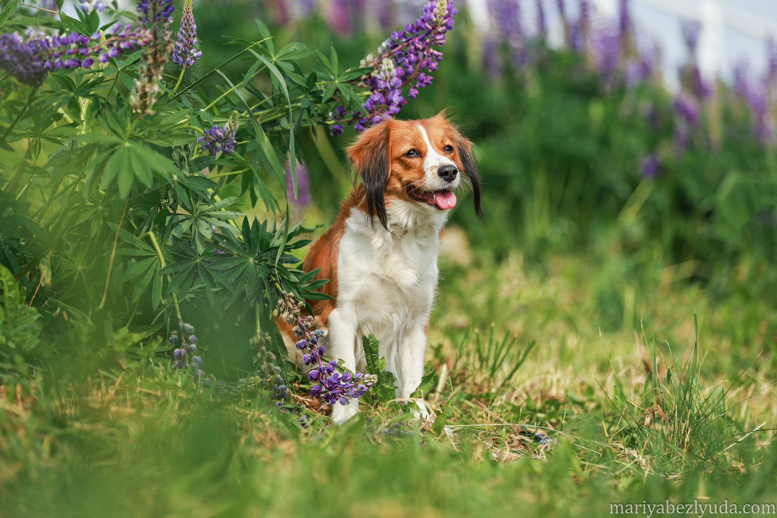 На природе. Семейный и детский фотограф в Москве Мария Быкова
