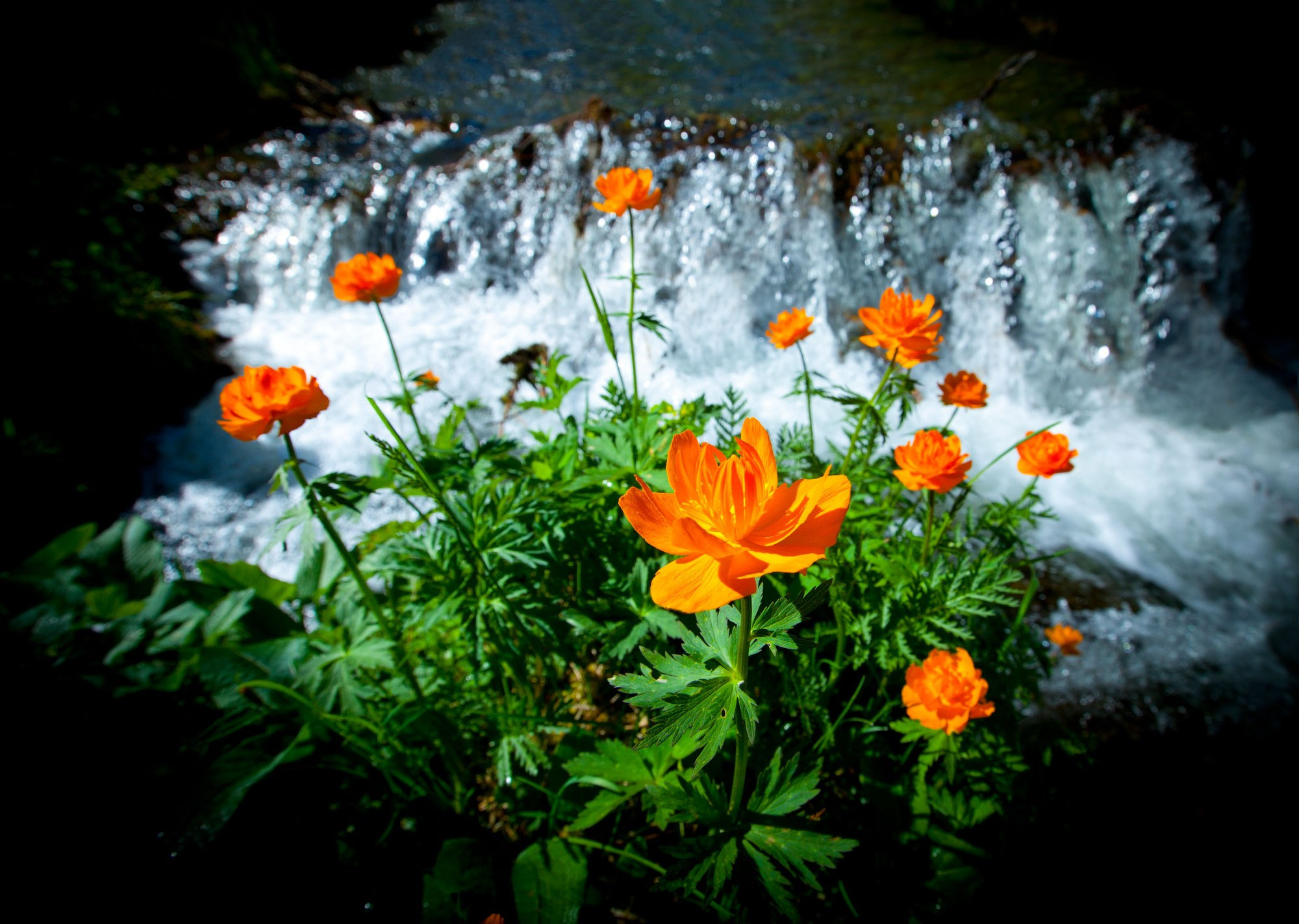 Свадебный фотограф в Геленджике