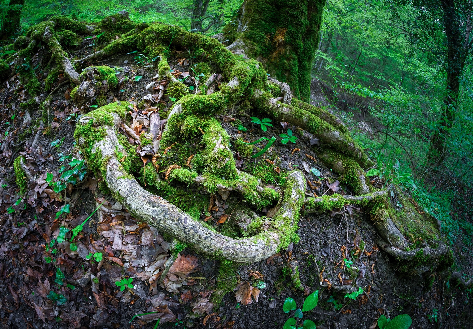 Свадебный фотограф в Геленджике