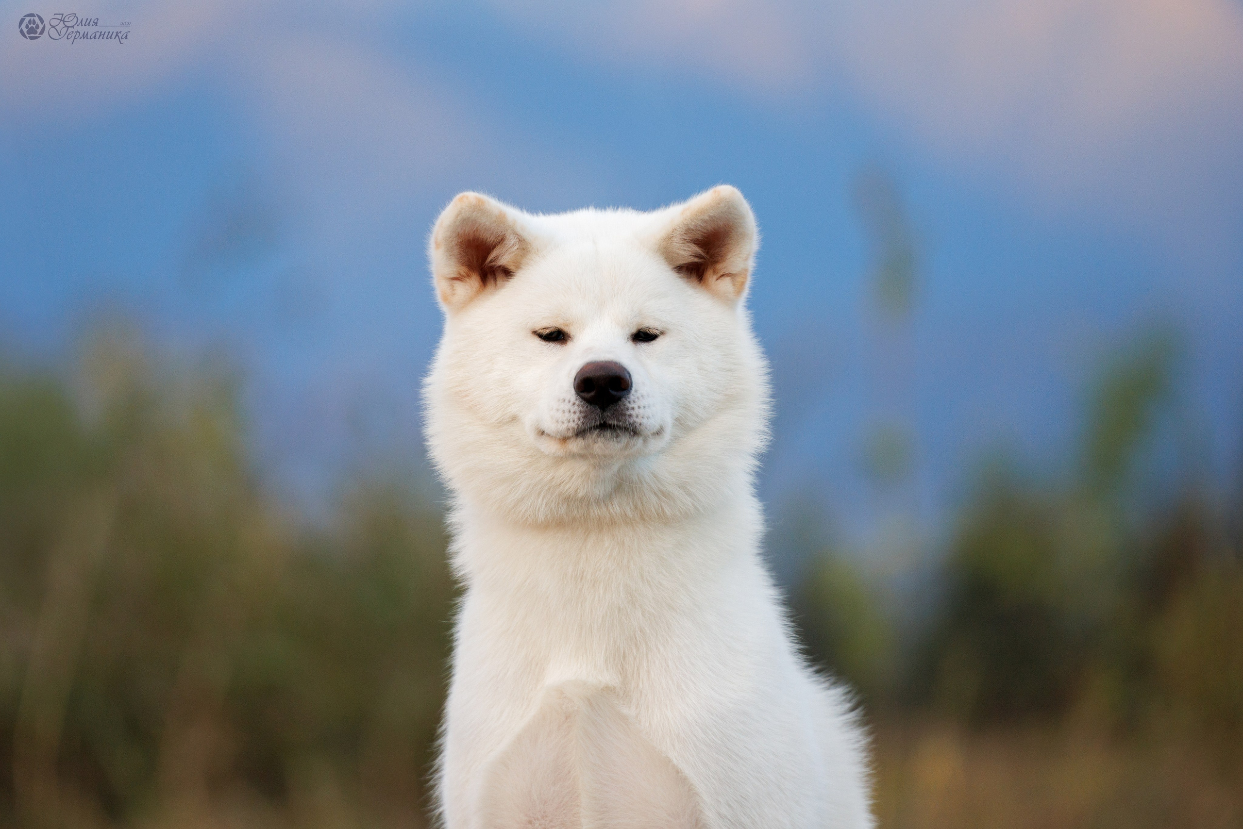 Грузия,Телави 2хCACIB 19-20.10.2024. Фотограф-анималист Юлия Германика