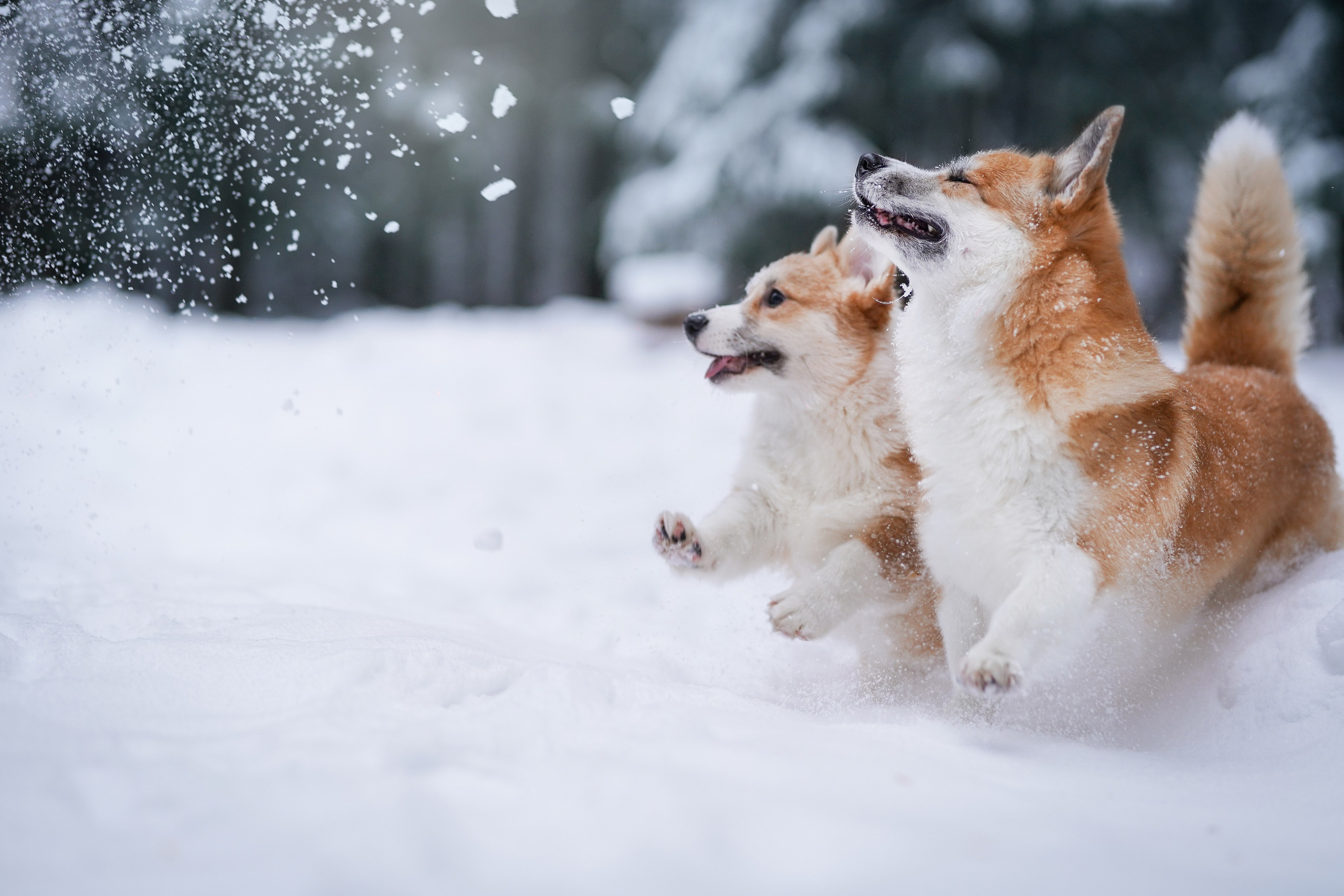 Катя Рокки и Честер. Фотограф-анималист в Санкт-Петербурге Яна Мартынова
