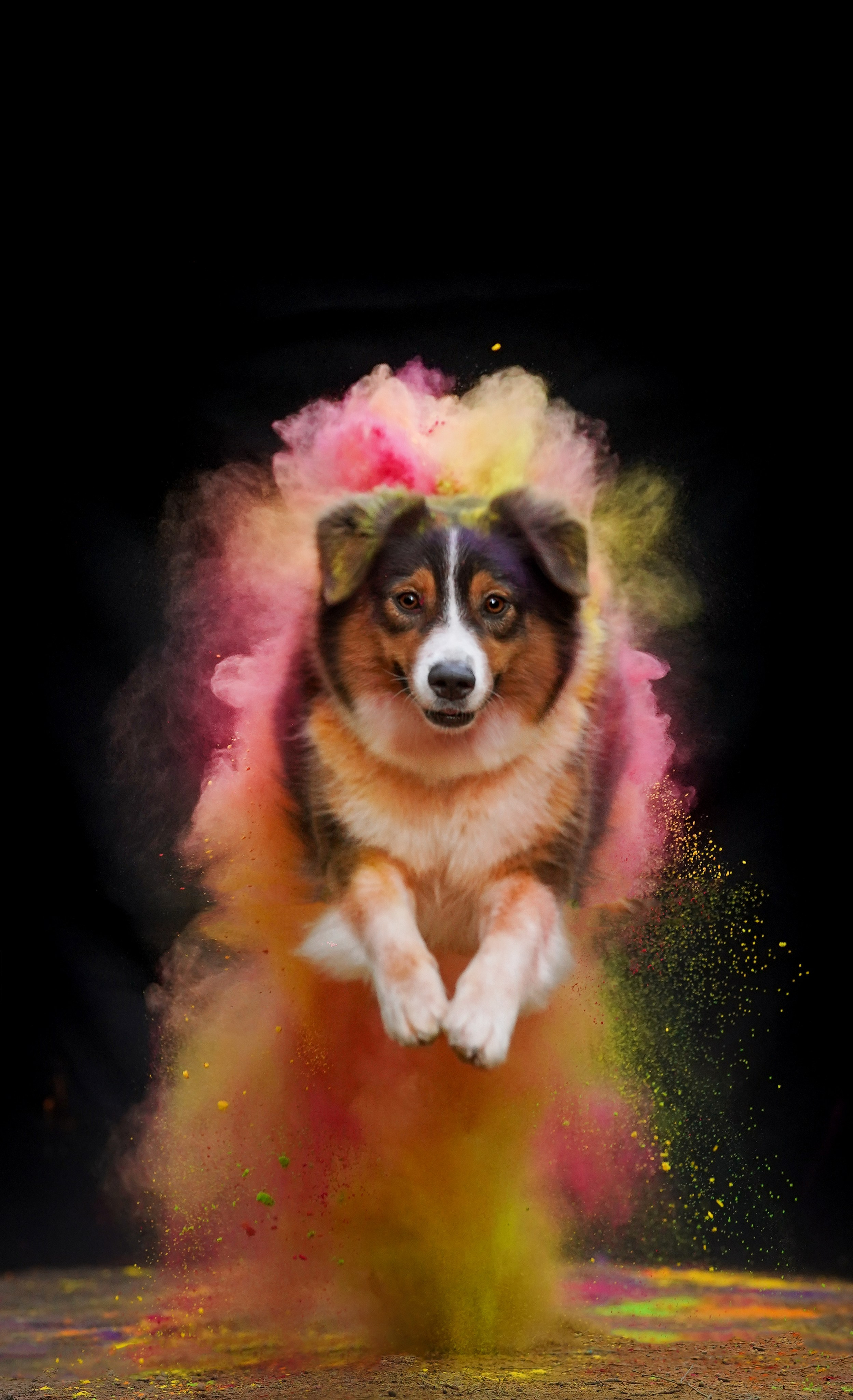 Съемка с красками холли. Фотограф-анималист в Санкт-Петербурге Яна Мартынова