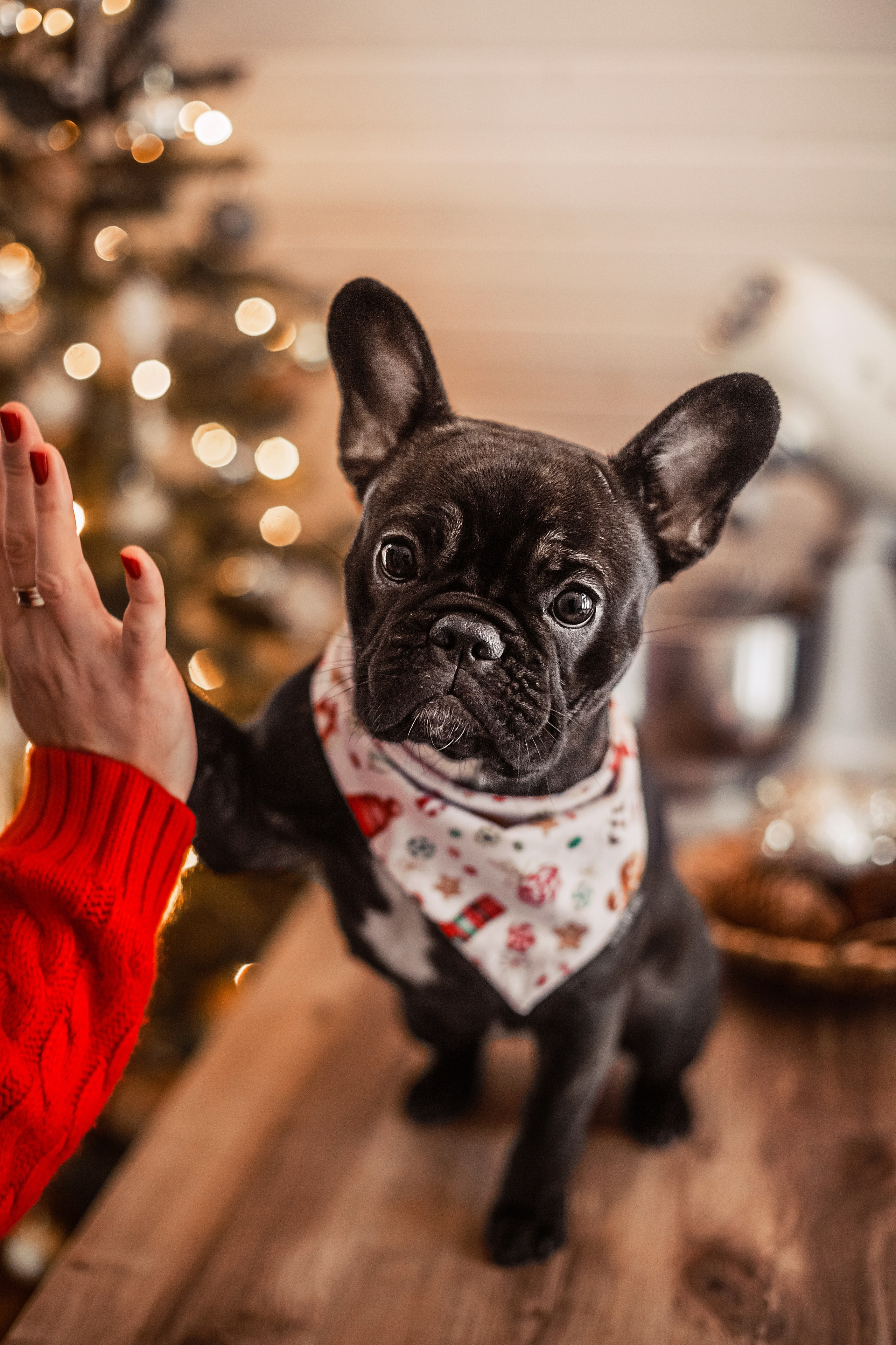 Кантри Хаус. Фотограф-анималист Татьяна Степанова