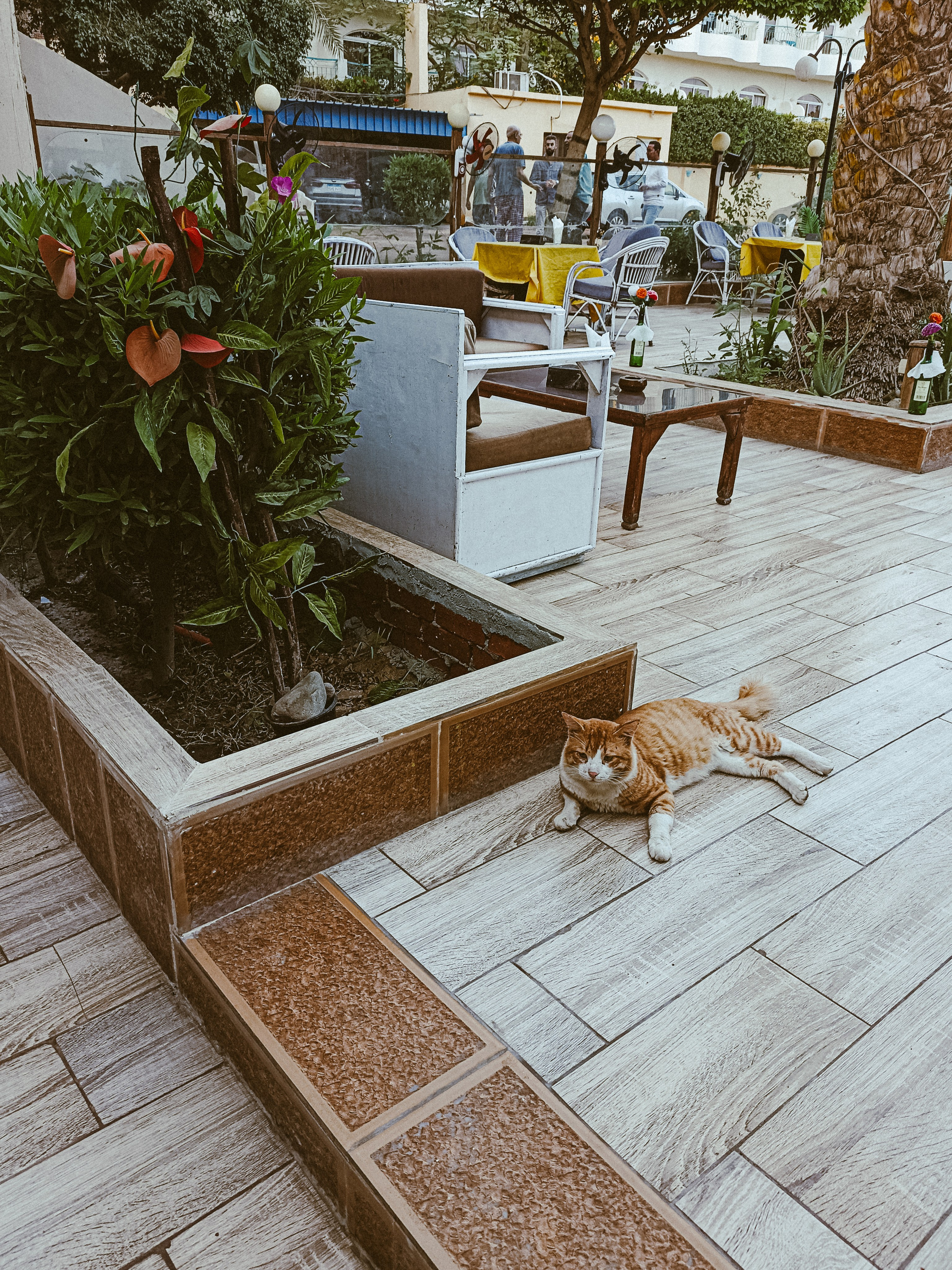 Мобильная. Jorgis — фотограф в Хургаде / обучение фотографии