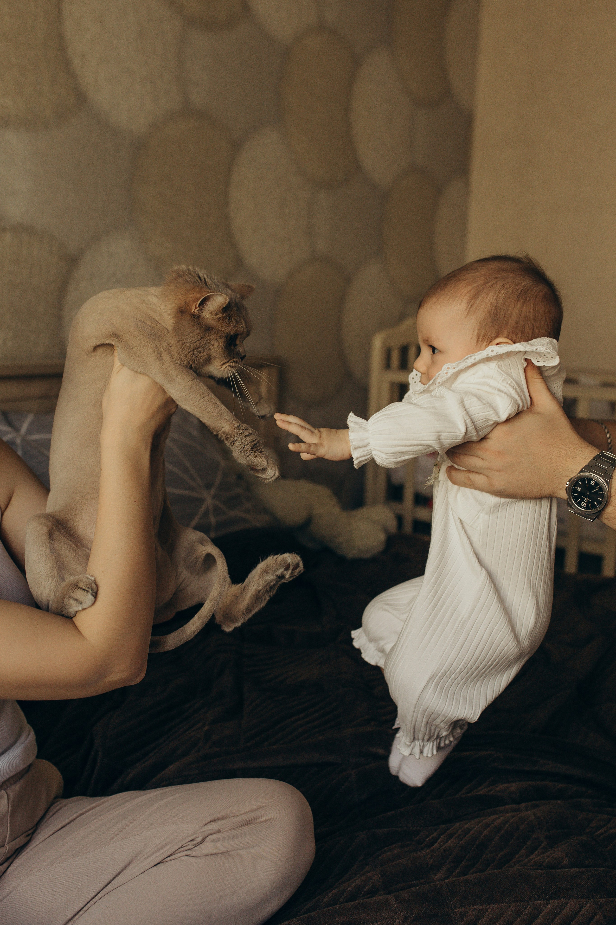 Домашняя история. Meryfotoidea