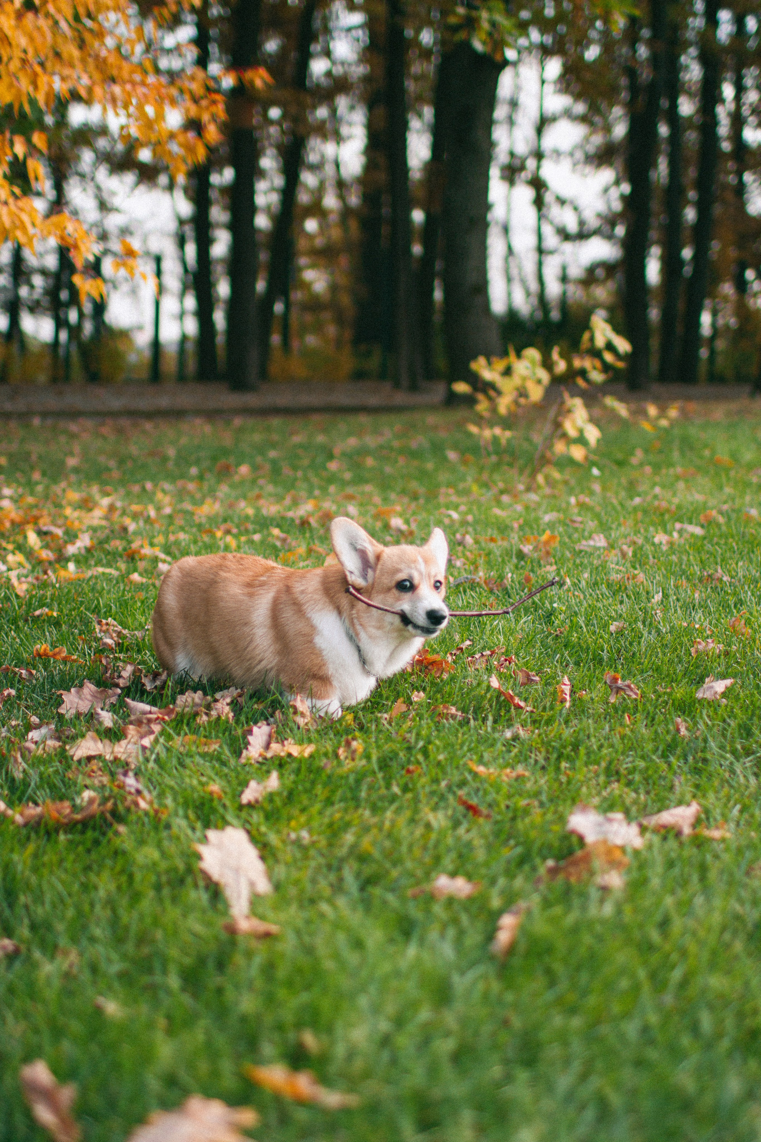 Marina & Persik. Portrait photographer in New York, Yulia Zubova