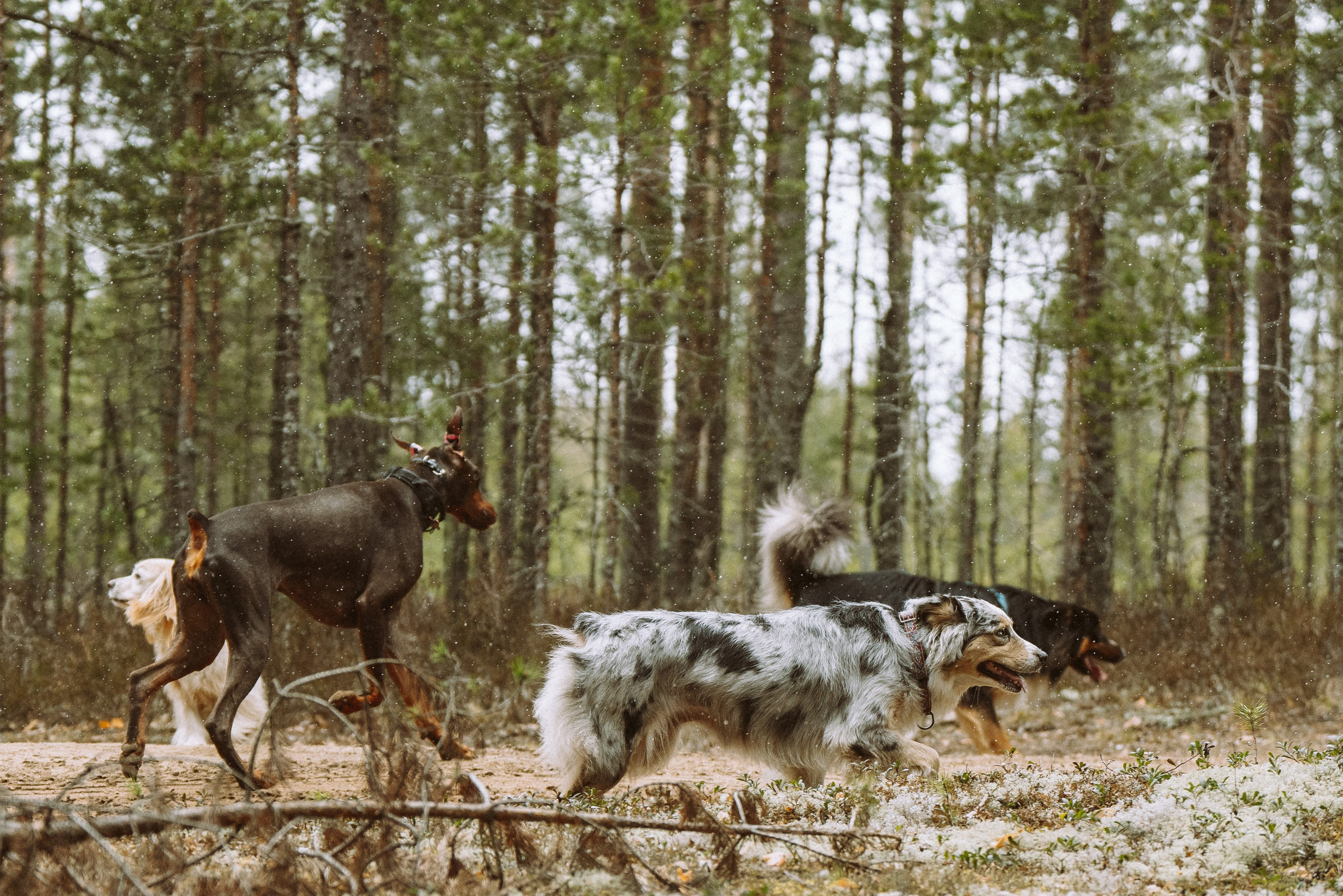 Дог трекинг к финскому хутору. Фотограф анималист в Спб недорого Олеся Майорова