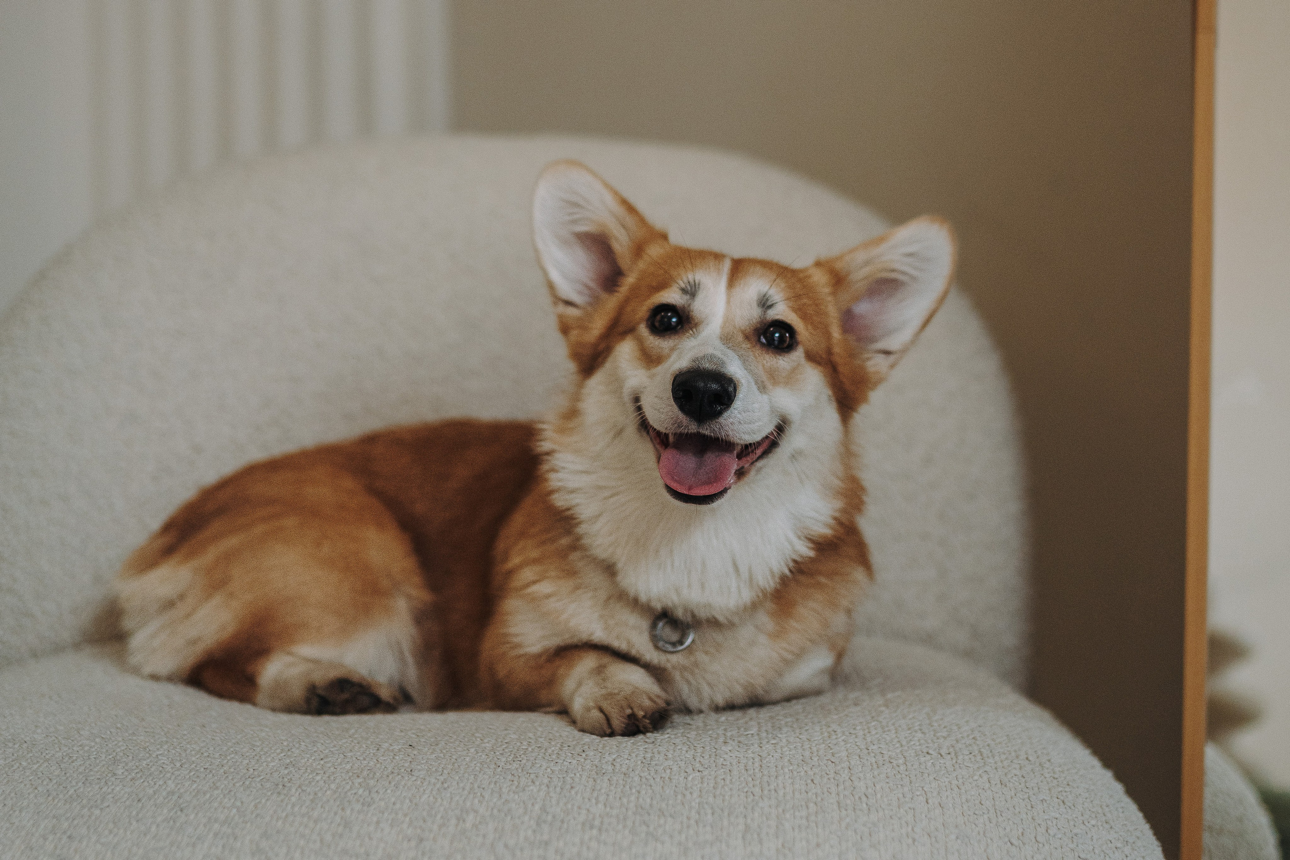 Александра и Бри. Фотограф анималист в Спб недорого Олеся Майорова