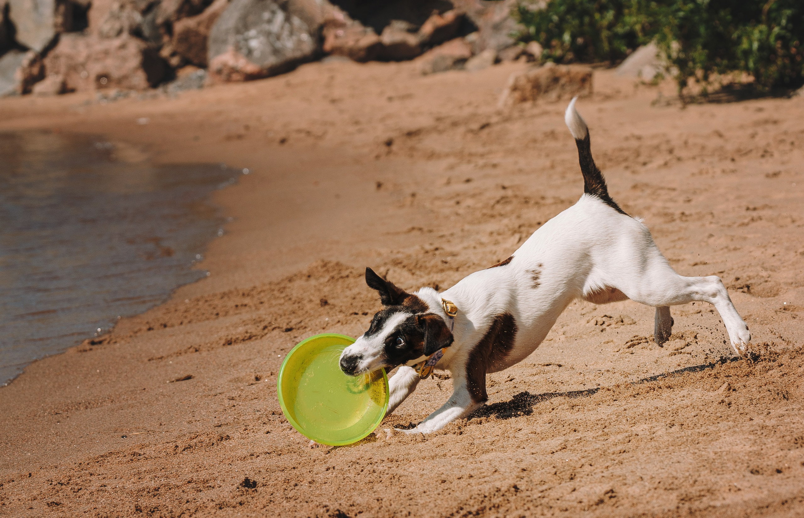 Ксения и Перри. Фотограф анималист в Спб недорого Олеся Майорова
