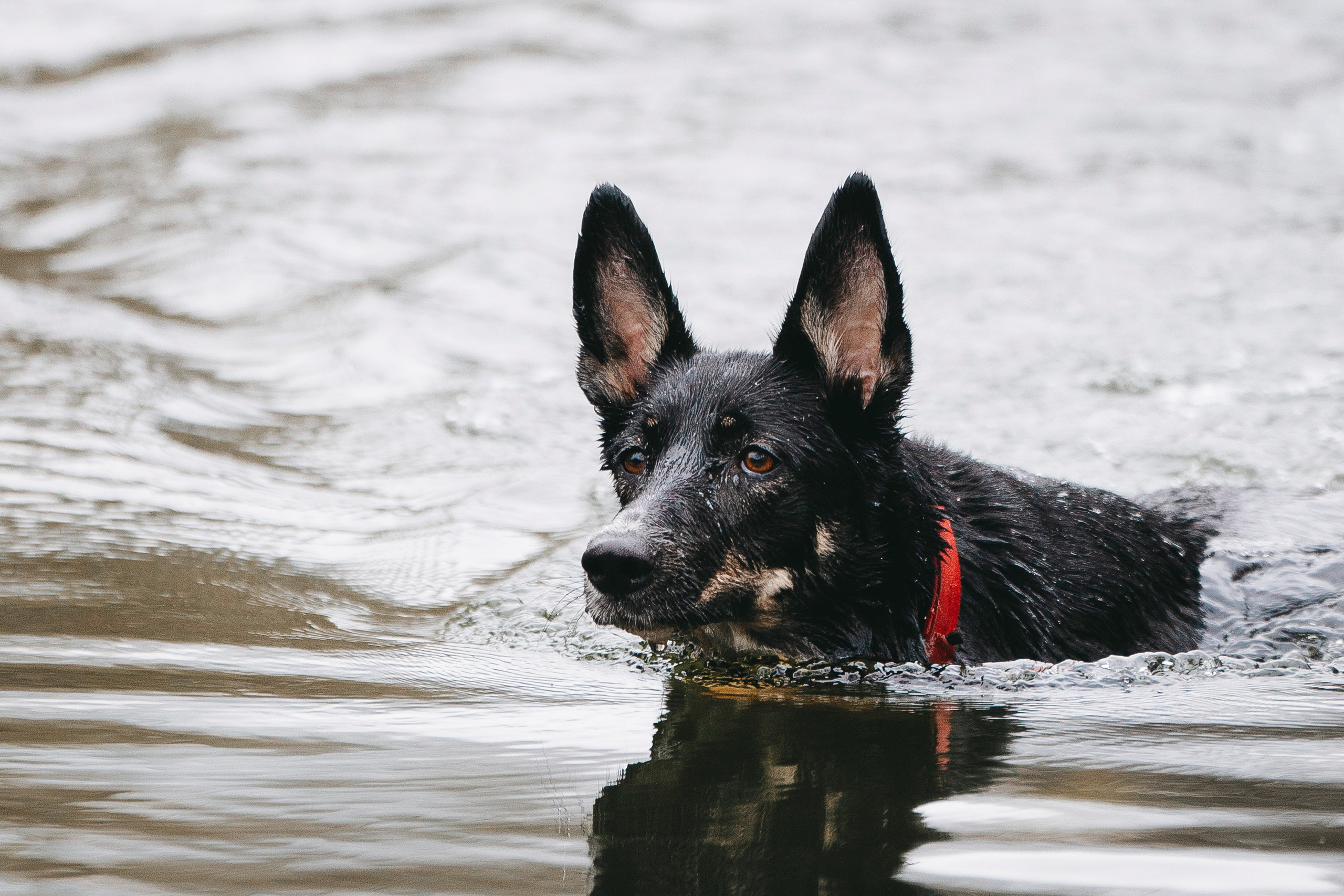 Эля и Шиза. Фотограф анималист в Спб недорого Олеся Майорова