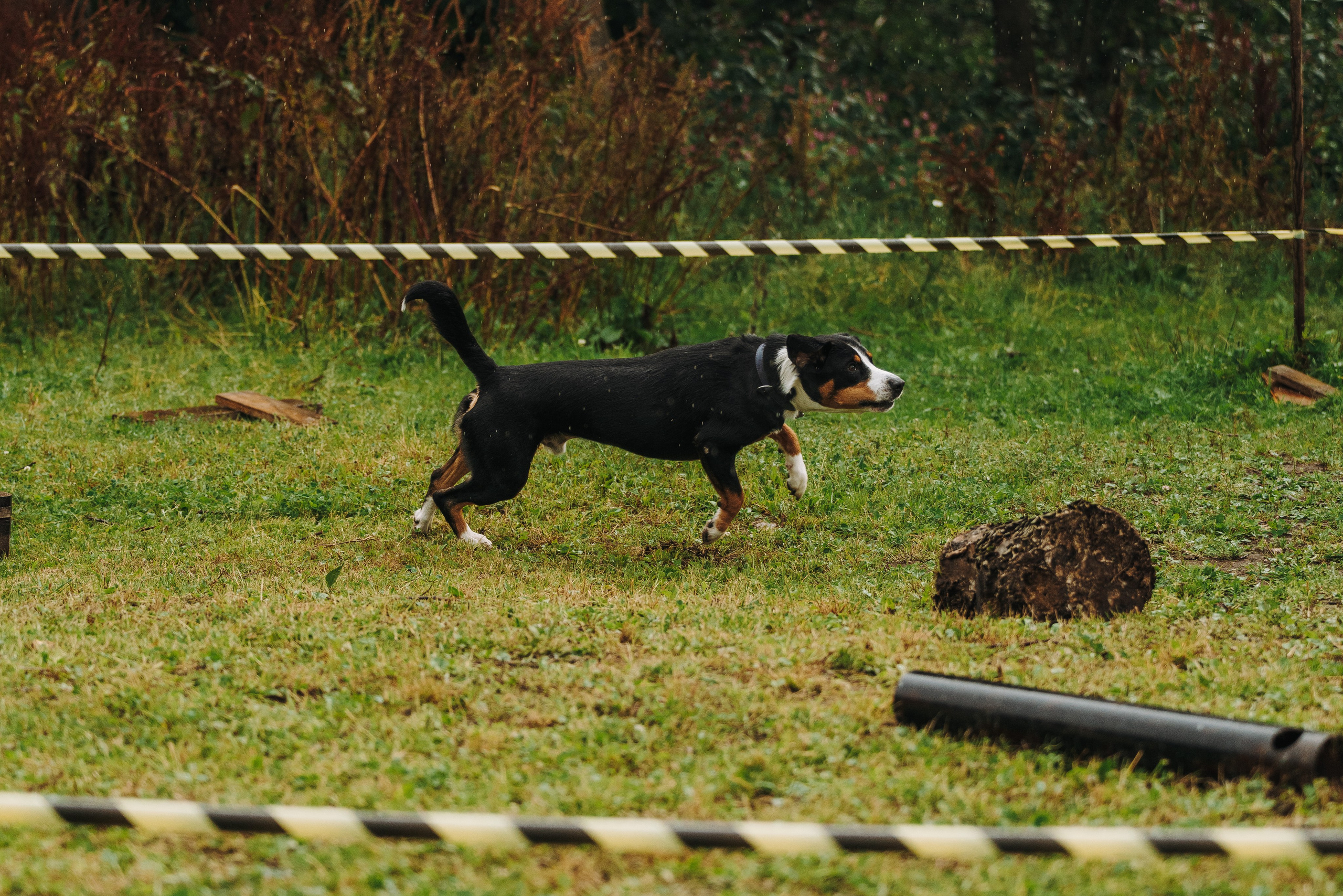 Соревнования по ноузворку в Новожилово. Фотограф анималист в Спб недорого Олеся Майорова